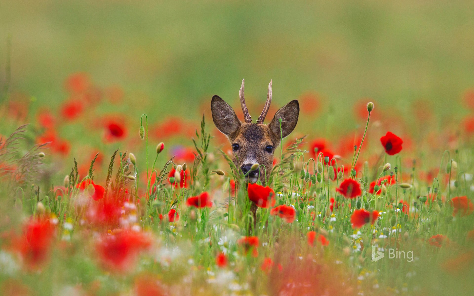 Roe Deer Wallpapers - Wallpaper Cave