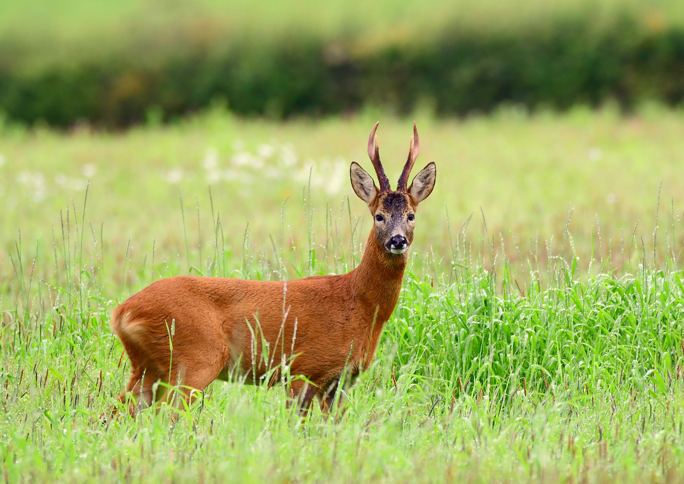 Roe Deer Wallpapers - Wallpaper Cave