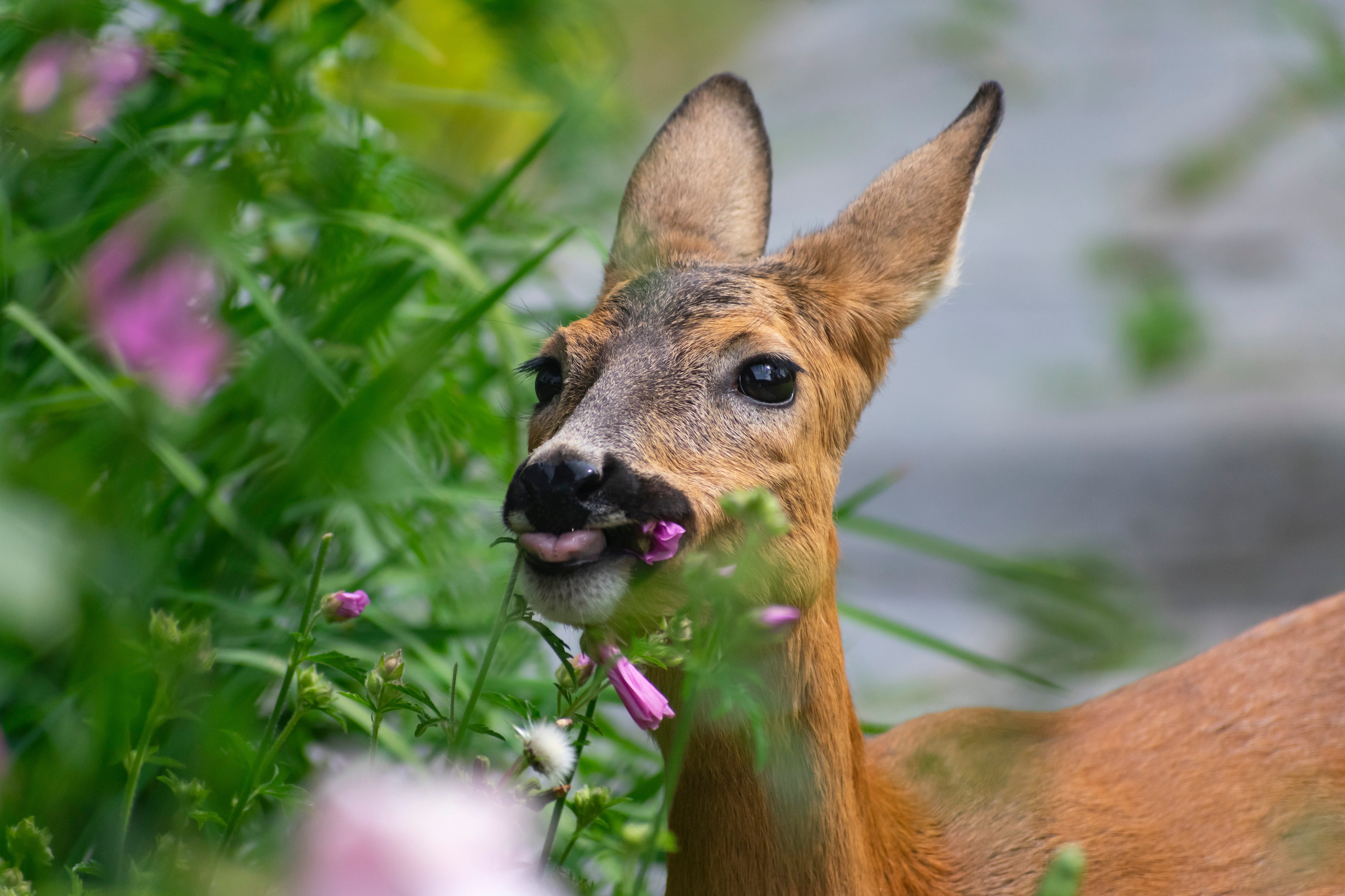 Roe deer eating flower. Swedish