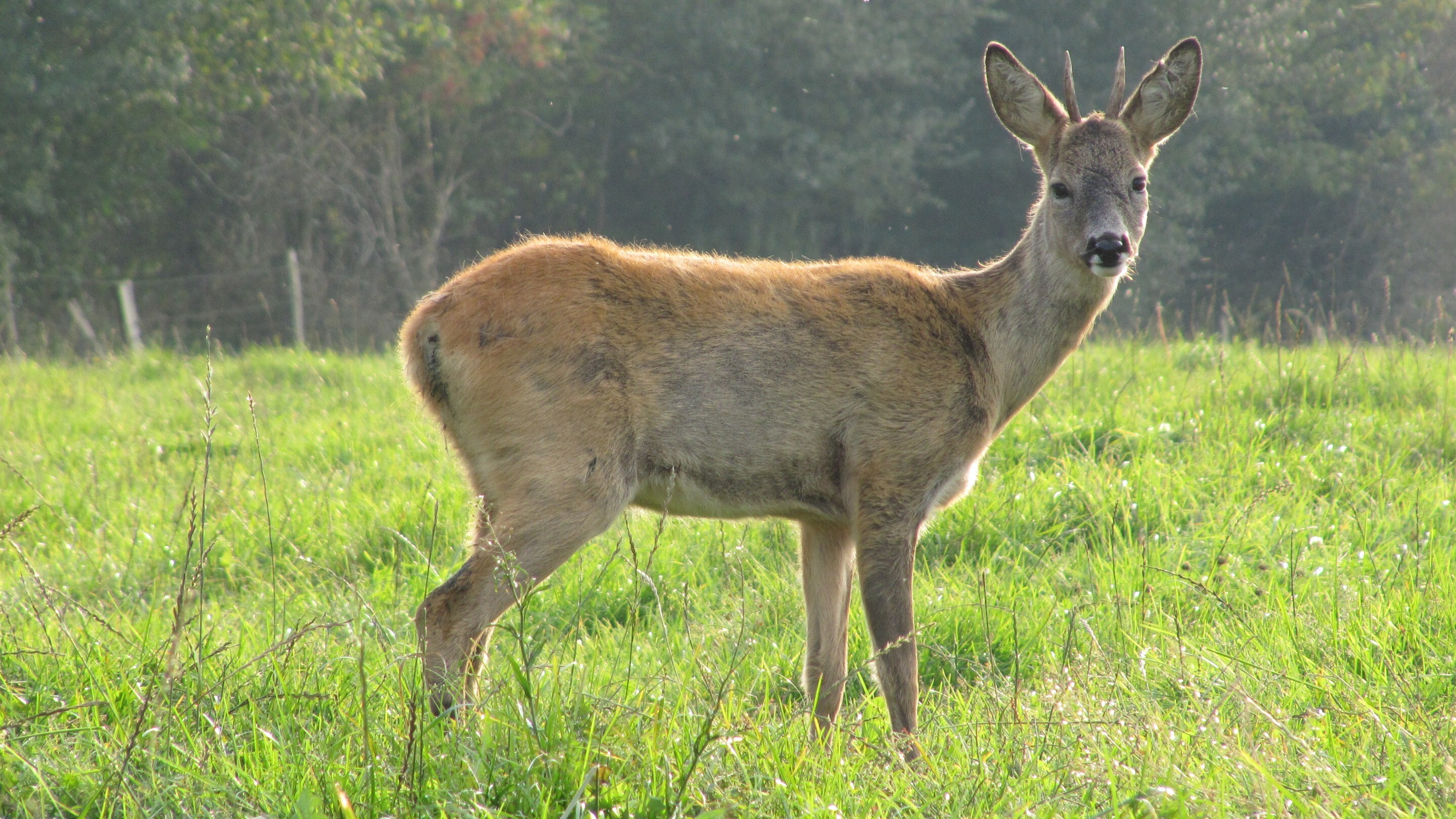 Free Download Image of Roe Deer