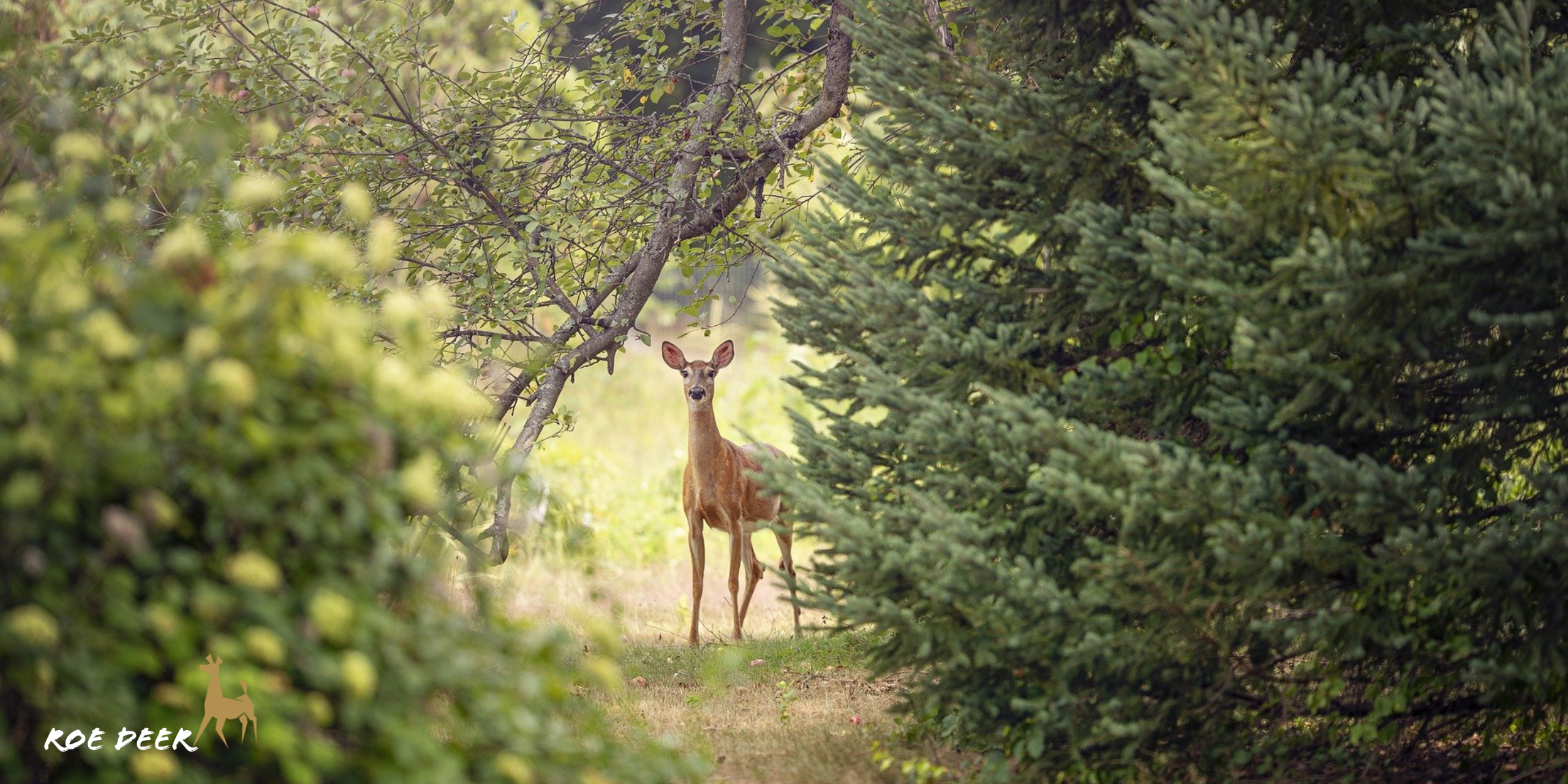 Roe Deer HD Wallpaper