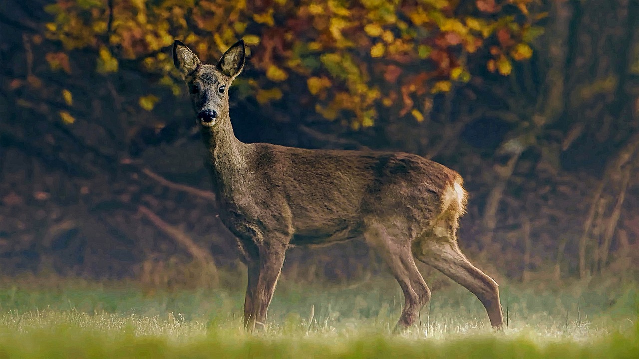 Roe Deer Wallpapers - Wallpaper Cave