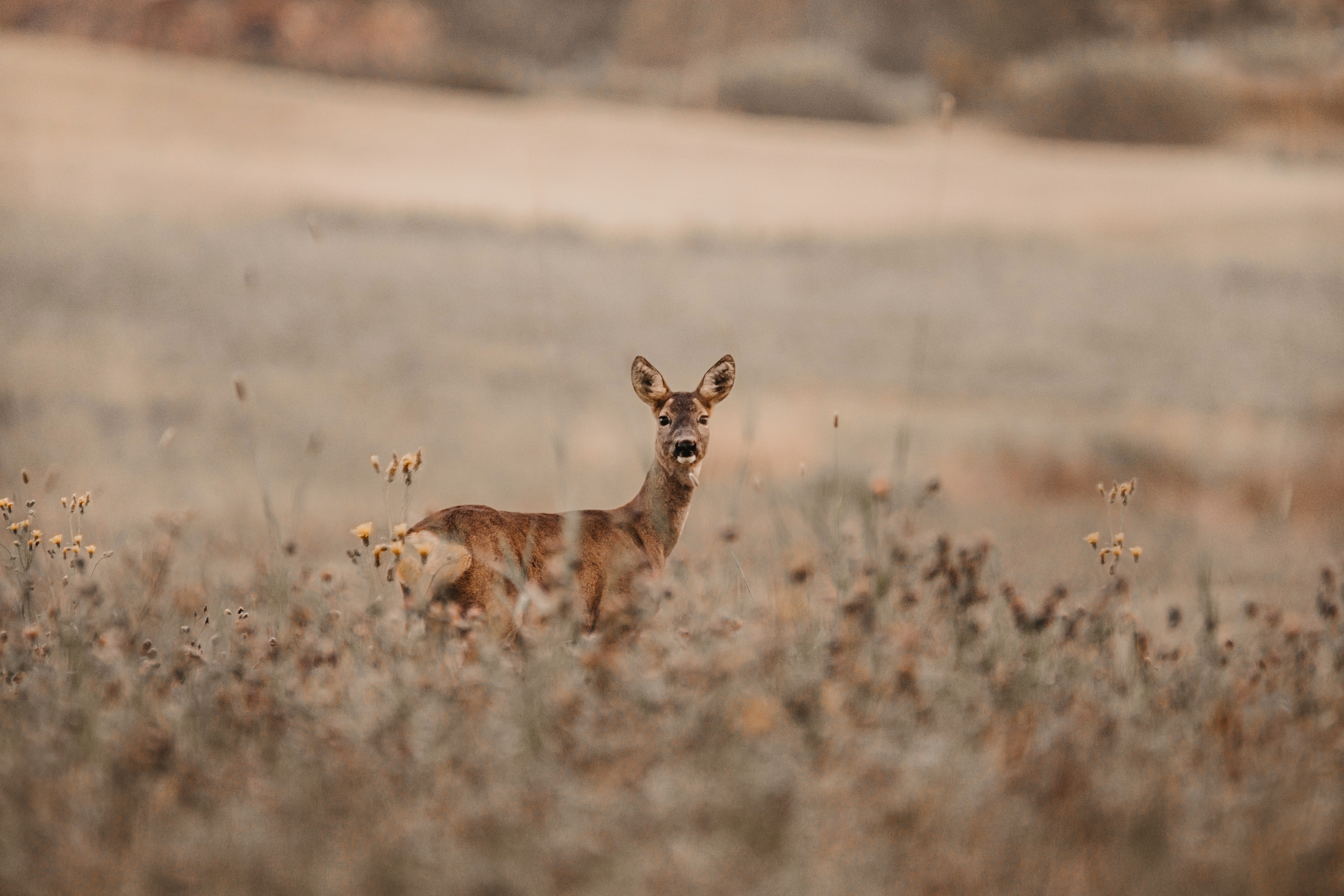 Roe Deer Wallpaper, HD Roe Deer Background, Free Image Download
