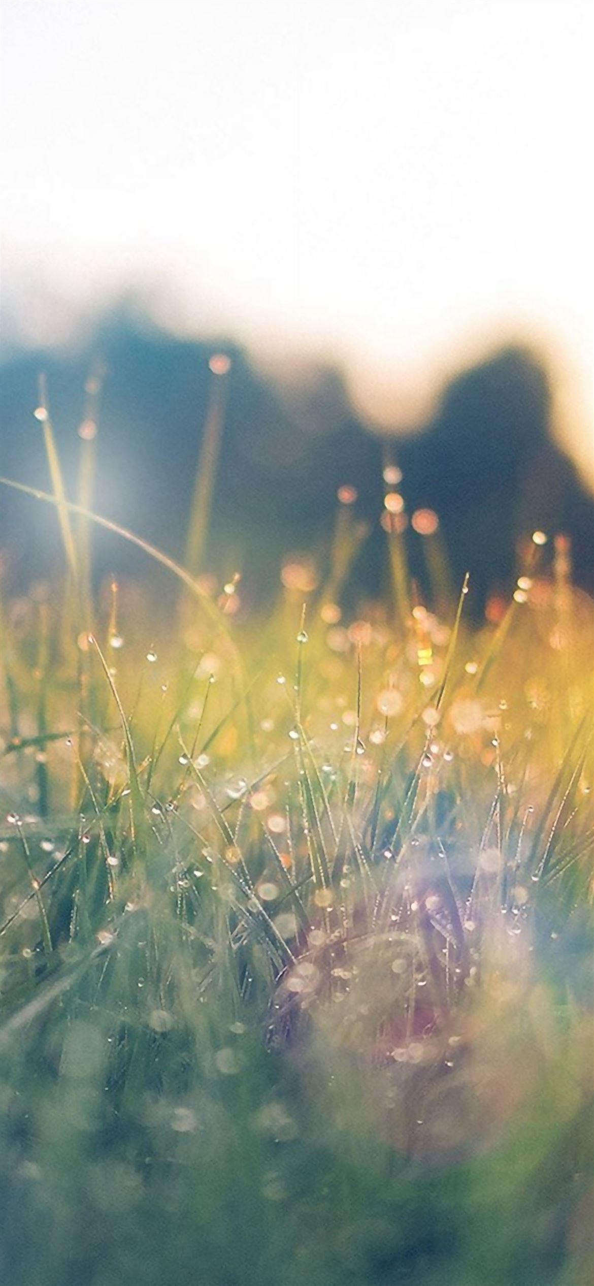 Lawn Green Nature Sunset Light Bokeh Spring Flare Happy iPhone Wallpaper Free Download