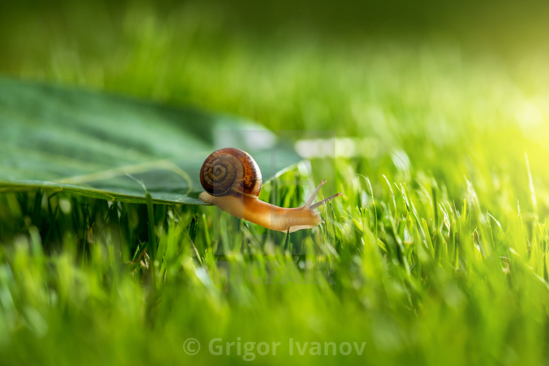 Lovely snail in grass with morning dew., download or print for £18.60