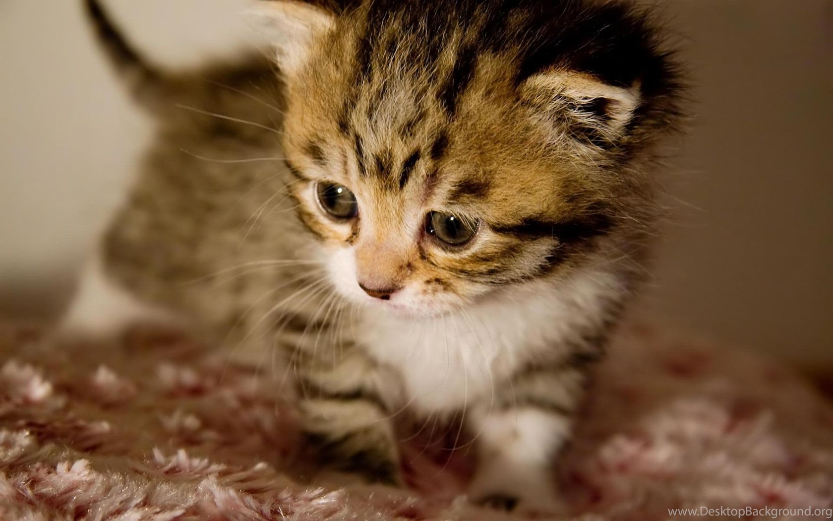Cutest Kitten In The World Wallpaper Desktop Background