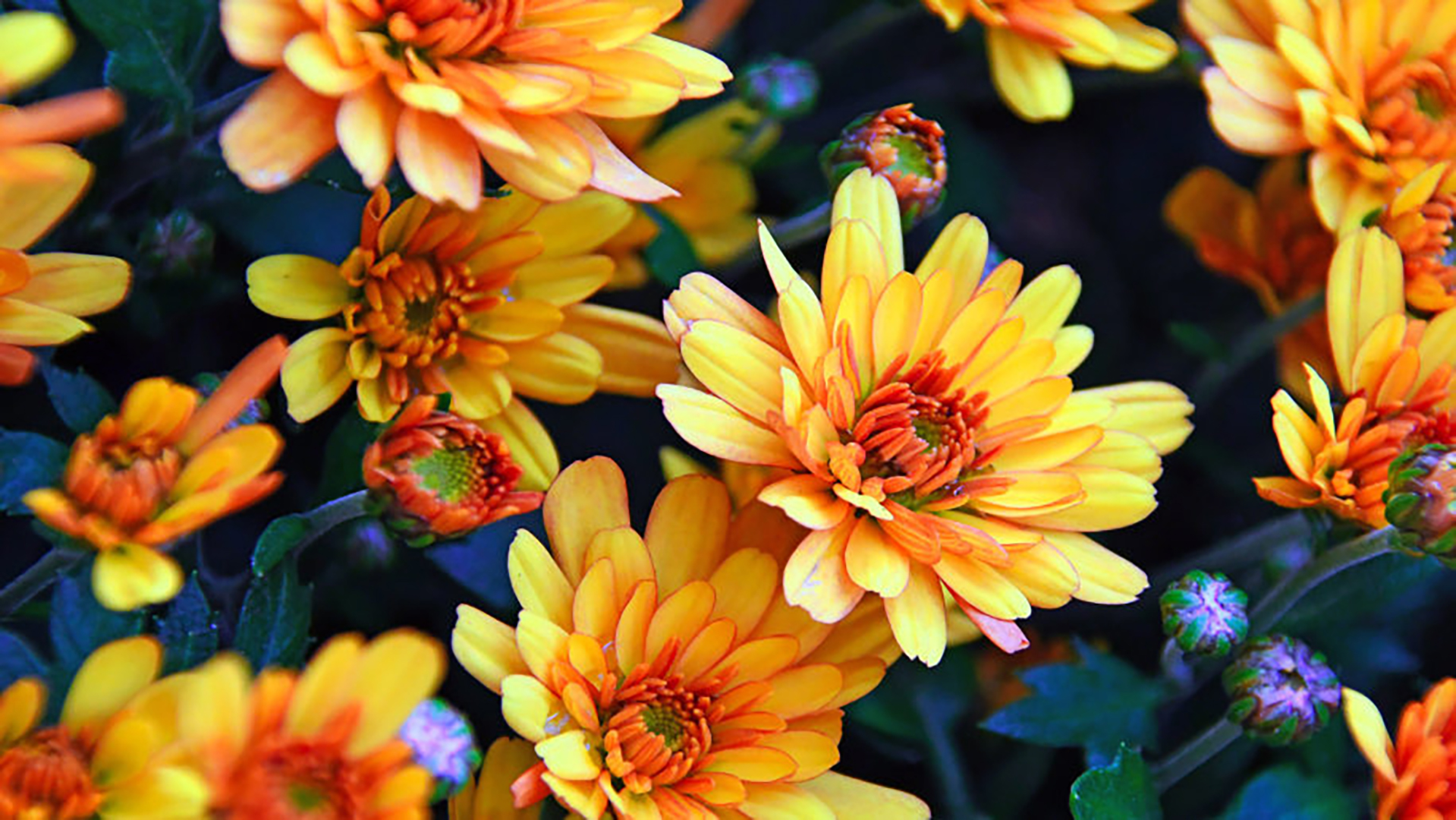 Chrysanthemums Oranges Autumn Flowers 4k Ultra HD Wallpaper For Desktop Mobile Phones And