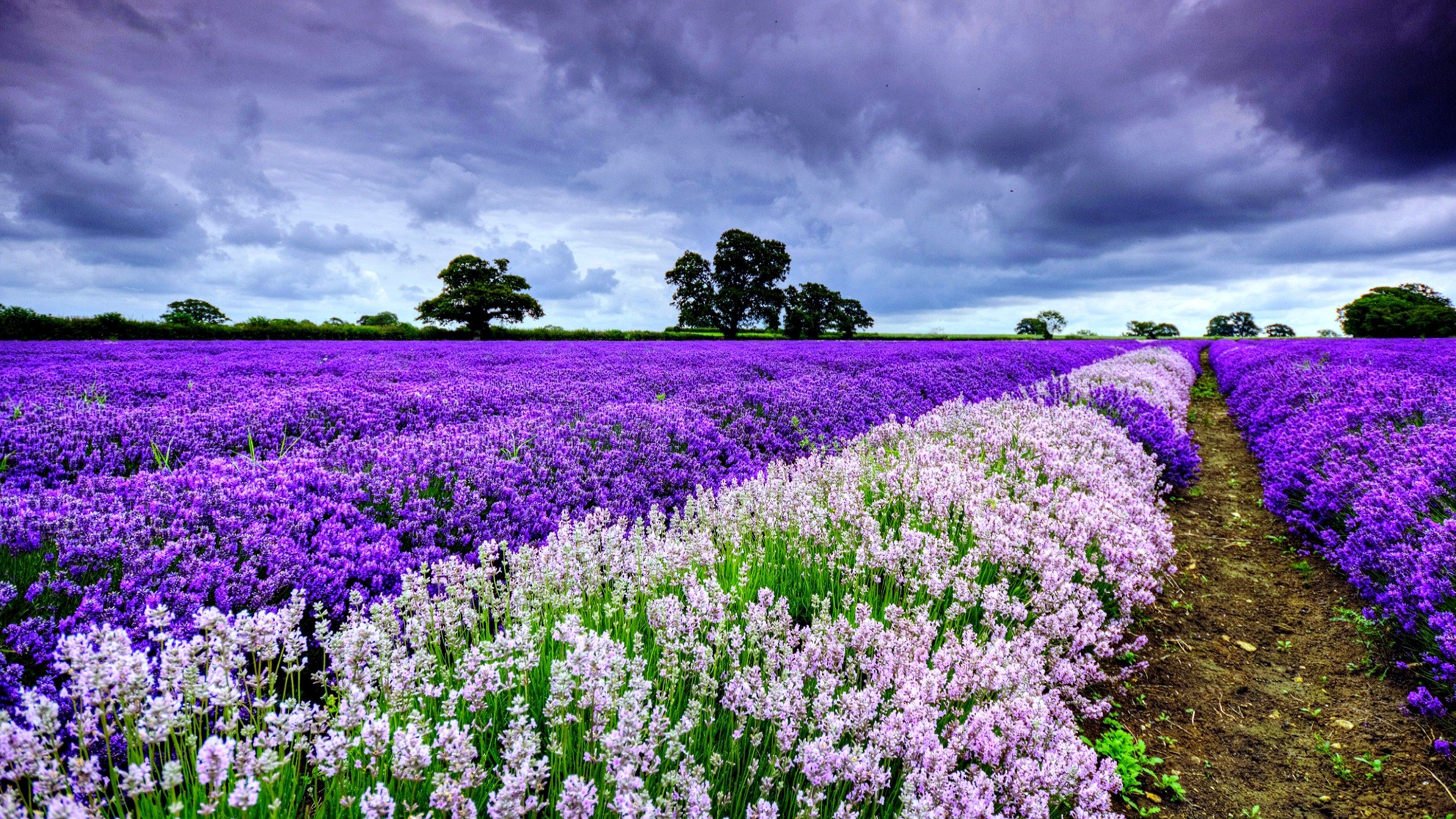 4k ultra HD nature wallpaper, flowering plant, lavender, flower, english lavender, purple