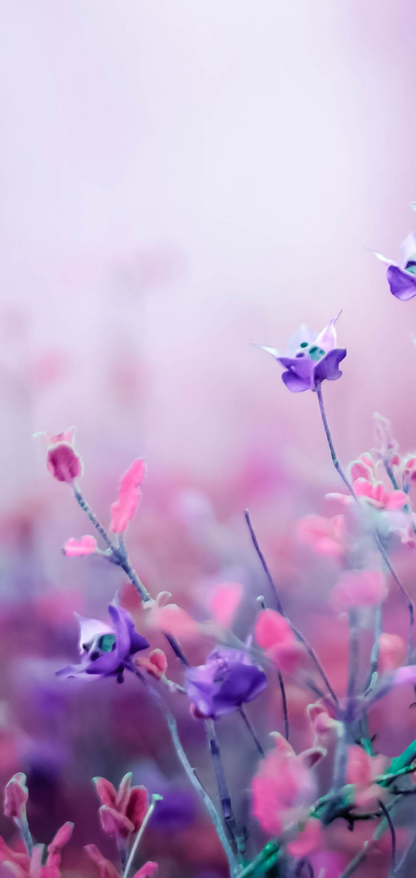 Purple Flower, 4k, 3840x Nature Wallpaper HD For Mobile Wallpaper & Background Download