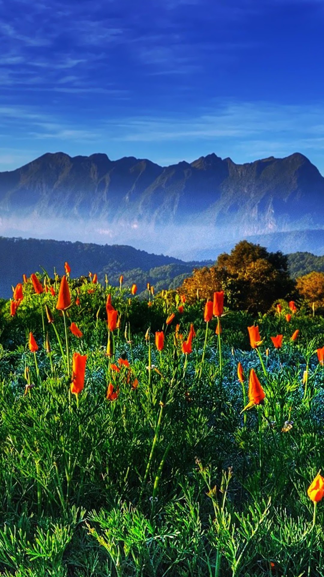 Nature Landscape Scenery Flower Mountain Phone iPhone 4K Wallpaper free Download