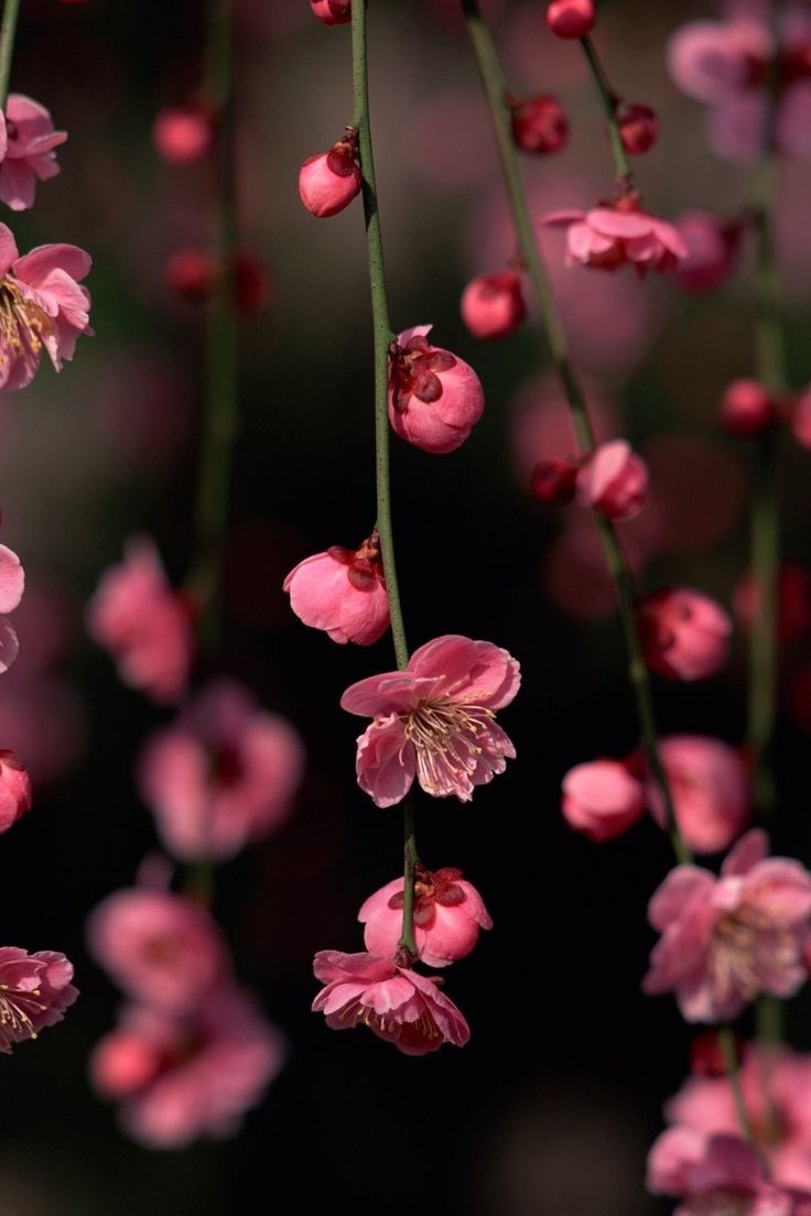 the best of nature photo. Pink flowers wallpaper, iPhone wallpaper vintage, Flower wallpaper