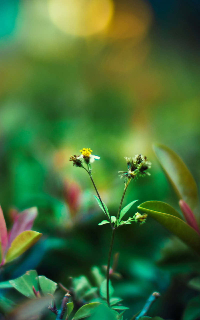 4k wallpaper for mobile, nature, flower, green, plant, leaf, macro photography, flowering plant, botany, petal, wildflower