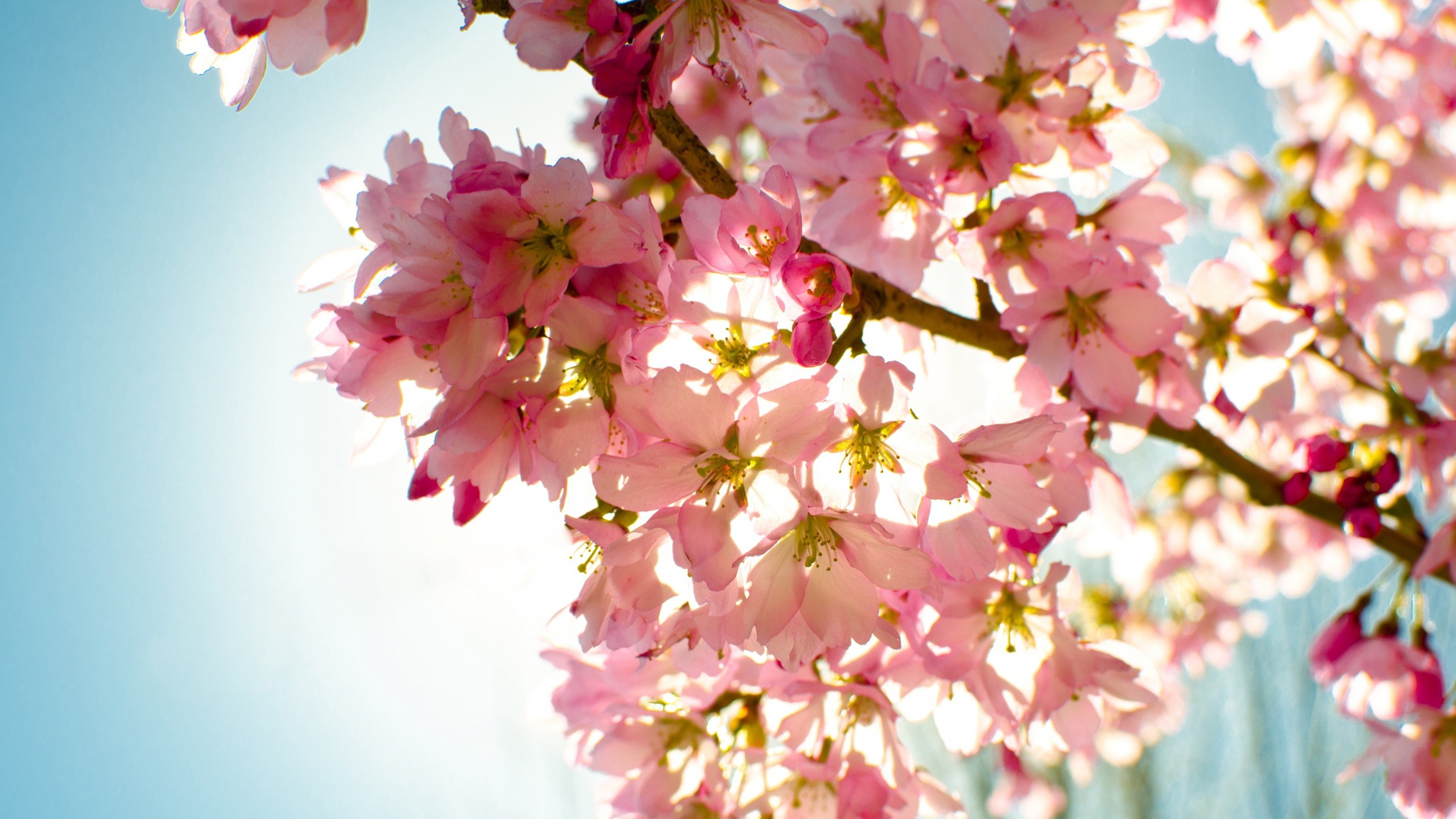 Flowers Sky Nature Light Wallpaper 4k Cherry Blossom Wallpaper & Background Download