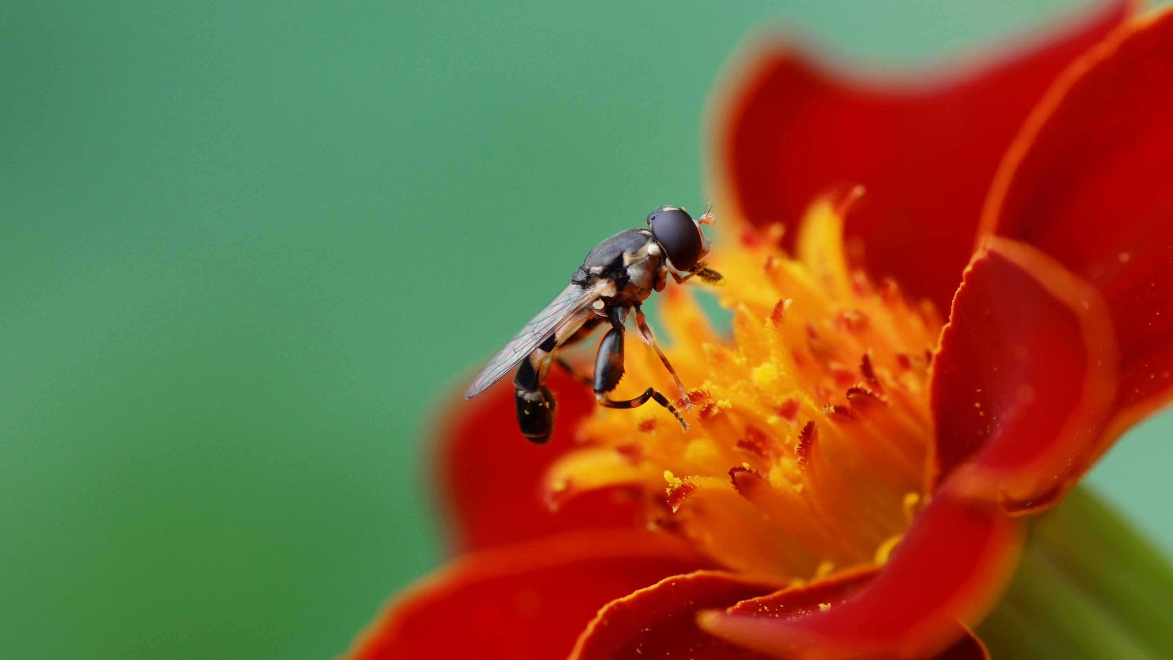 4K Macro Photo with Close Up Flower Wallpaper. Wallpaper Download. High Resolution Wallpaper