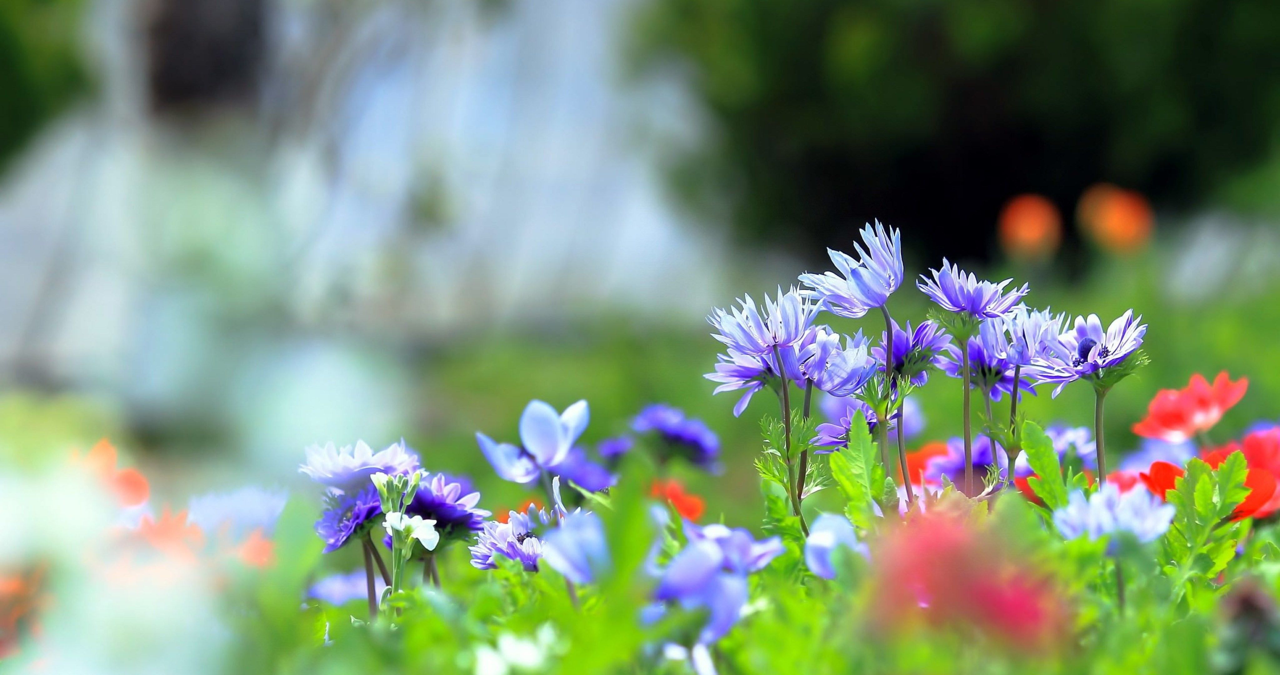 wallpaper HD nature flower, sky, flowering plant, flower, field, plant