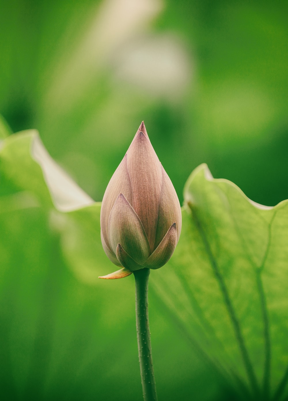 Flower Buds Picture. Download Free Image