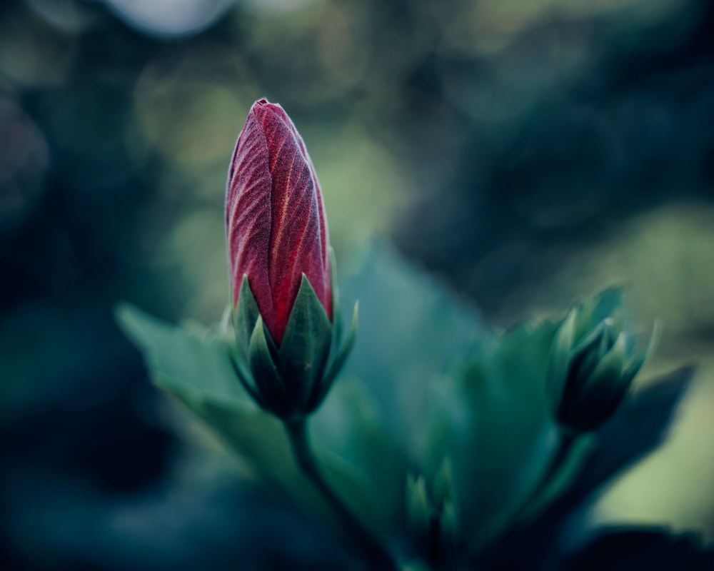 Flower Bud Picture. Download Free Image