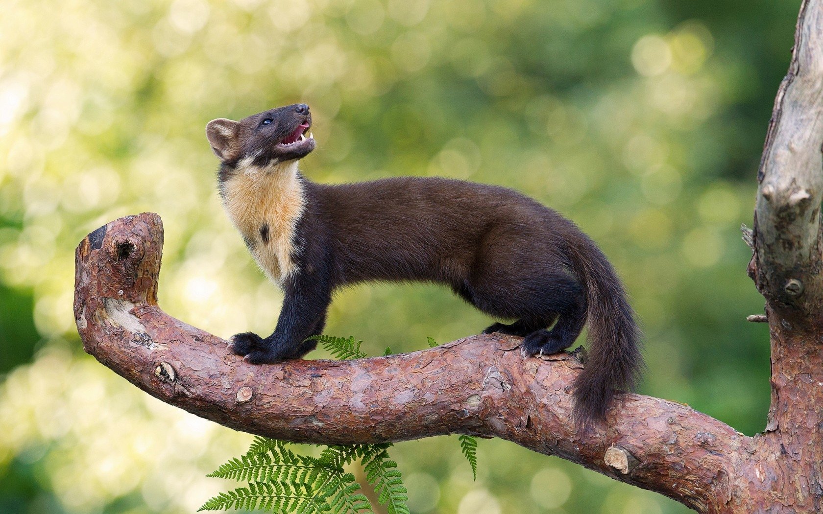 European Pine Marten Wallpapers Wallpaper Cave