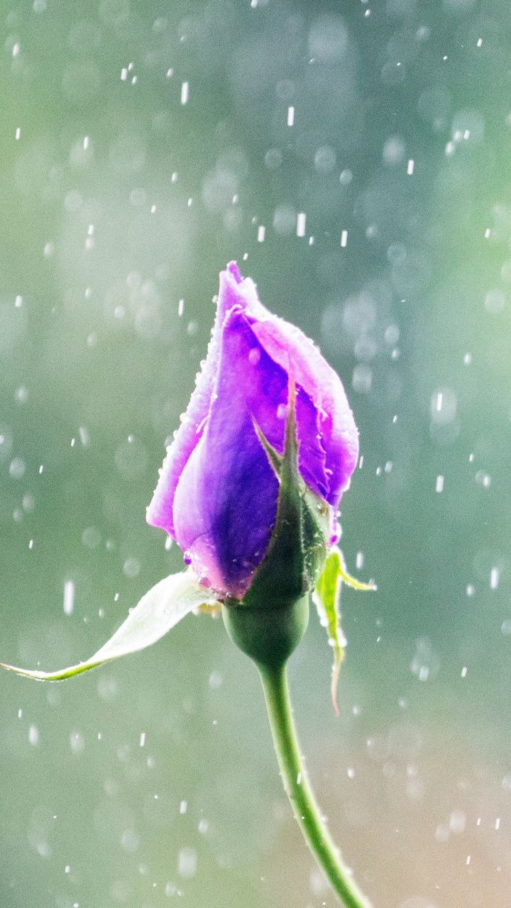 Rain, Rose, flower bud, water drops, 720x1280 wallpaper. Wallpaper iphone roses, Flower phone wallpaper, Wallpaper