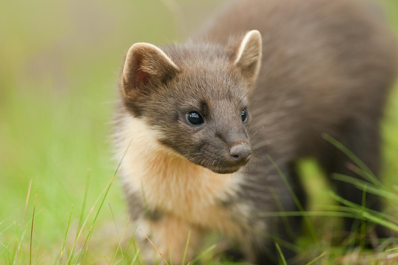 Pine marten