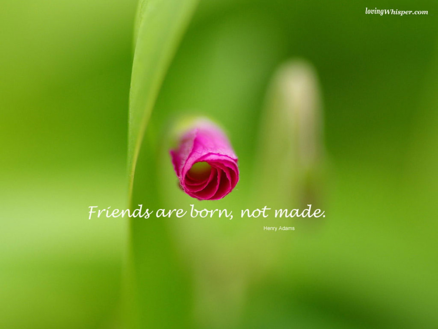 Wallpaper Flower, Flower Bud, Friend, Friendship, Quotes • Wallpaper For You
