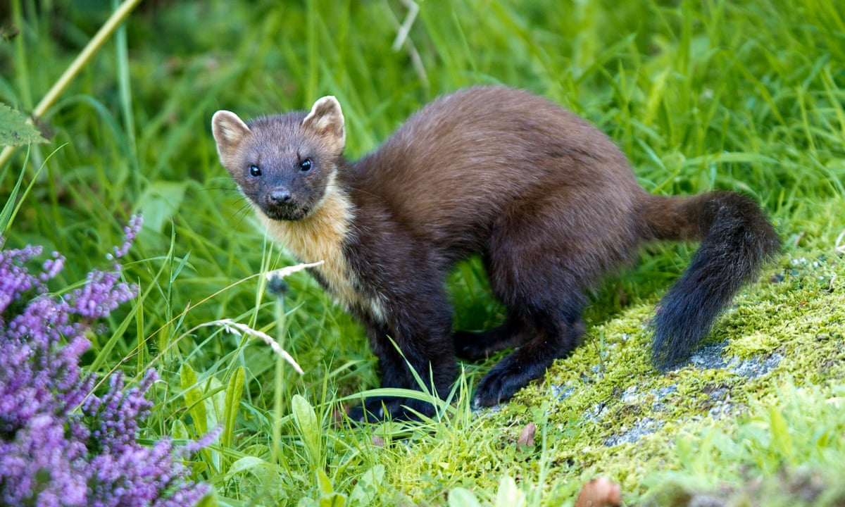 Return of pine martens could save Britain's red squirrels, say scientists