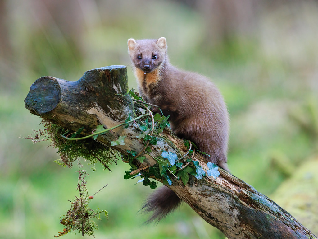 Pine Marten. Canon EOS R5 EF300mm F 2.8L IS II USM ƒ 4.0 30