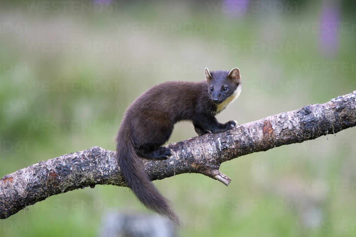 European pine marten (Martes martes) climbing tree trunk