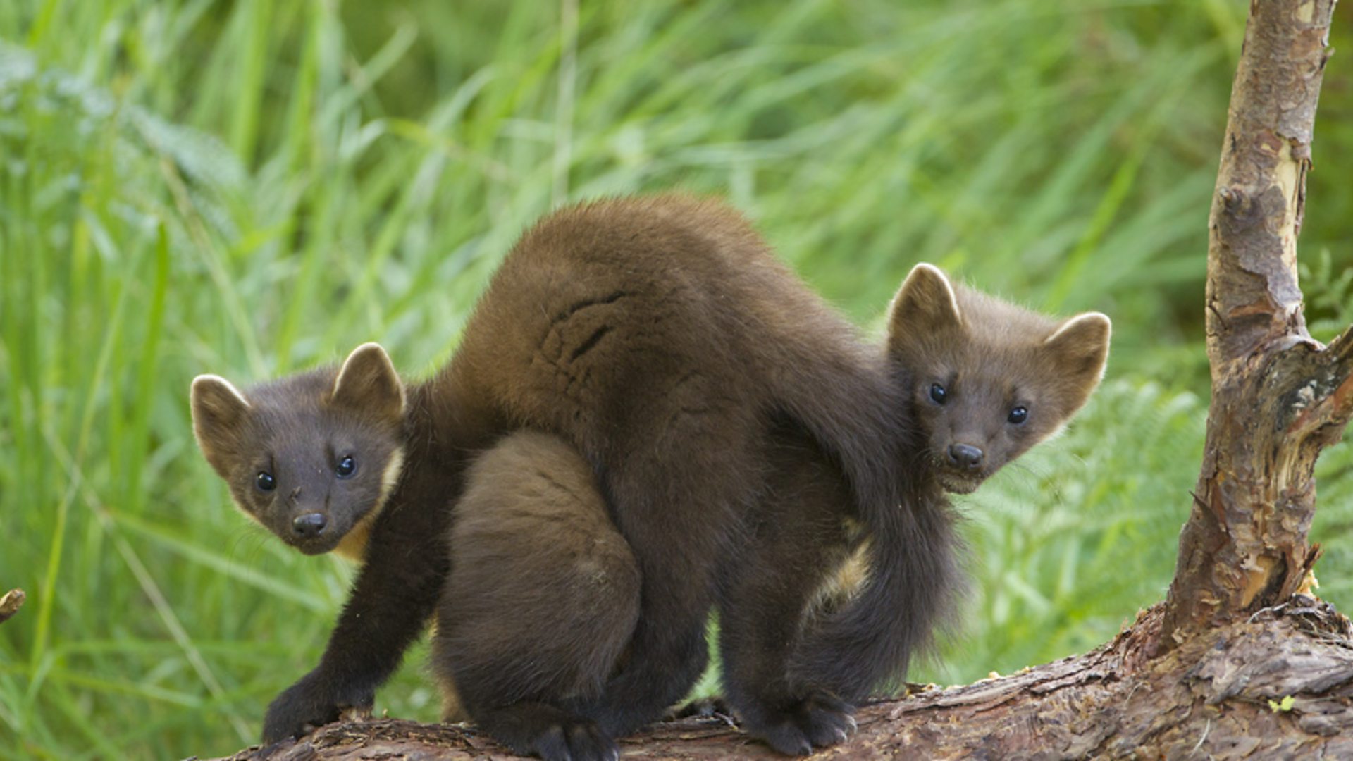 First' English Born Pine Martens Filmed After Relocation