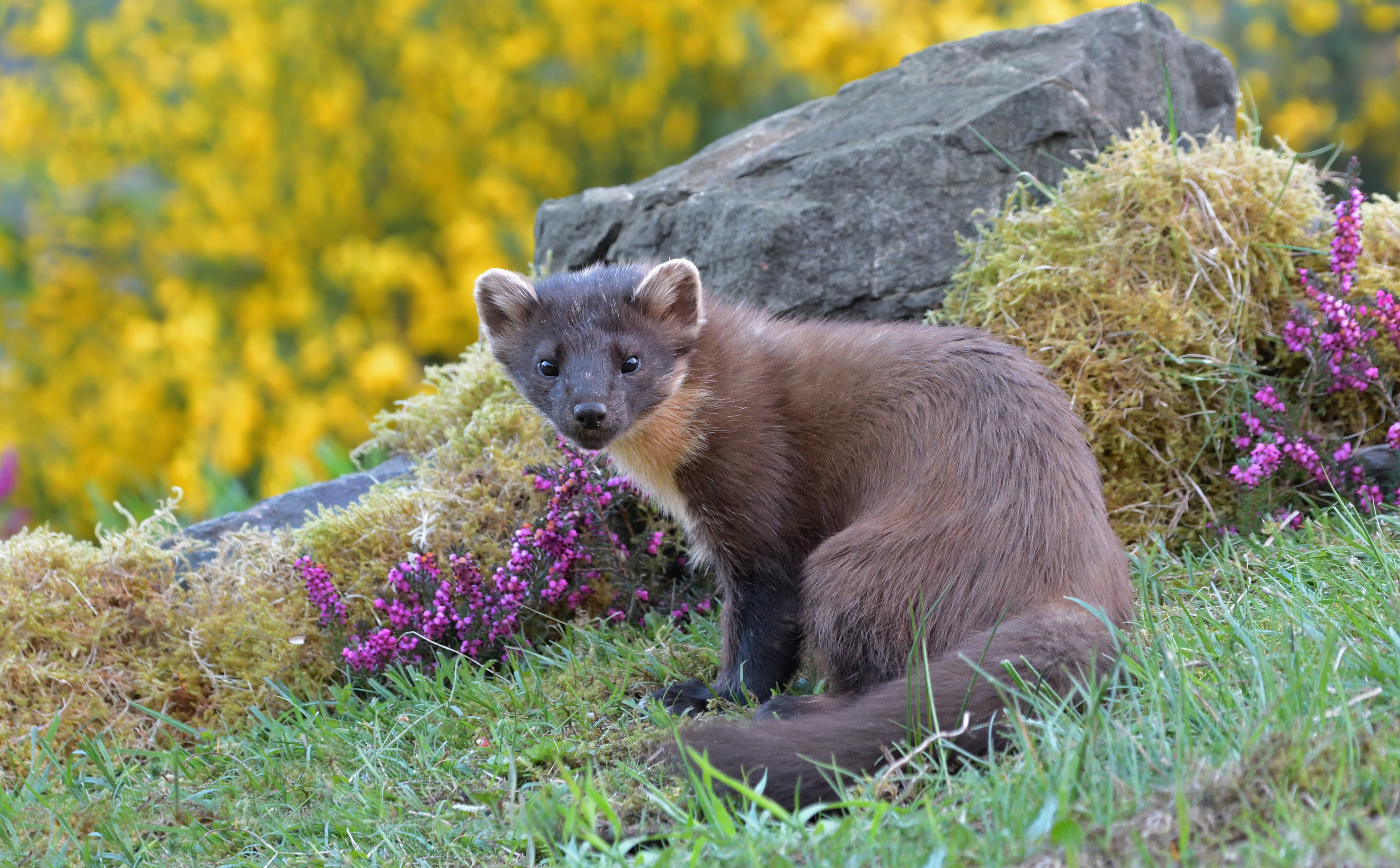 Marten 4k Ultra HD Wallpaper