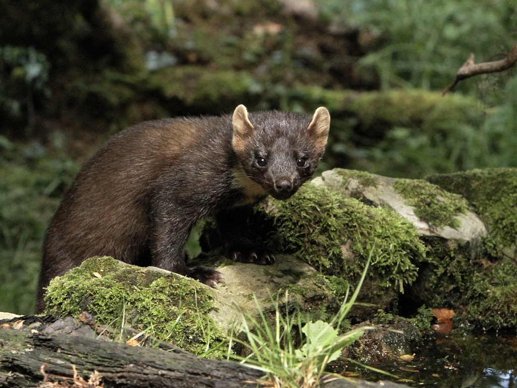 Pine Marten. Once common throughout the country,