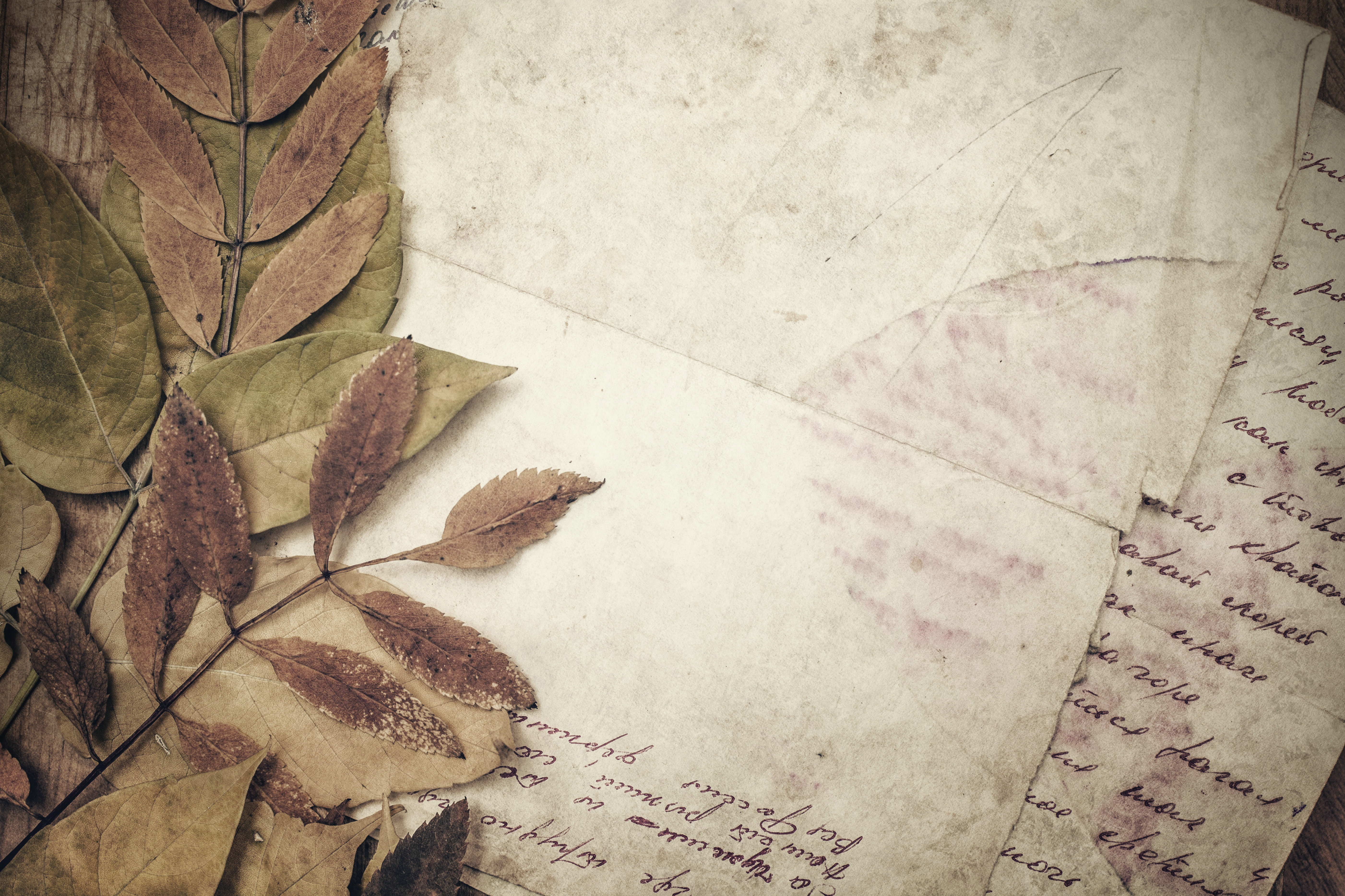 letter wallpaper hd, leaf, text, tree, botany, drawing, plant, paper, adaptation, handwriting, paper product