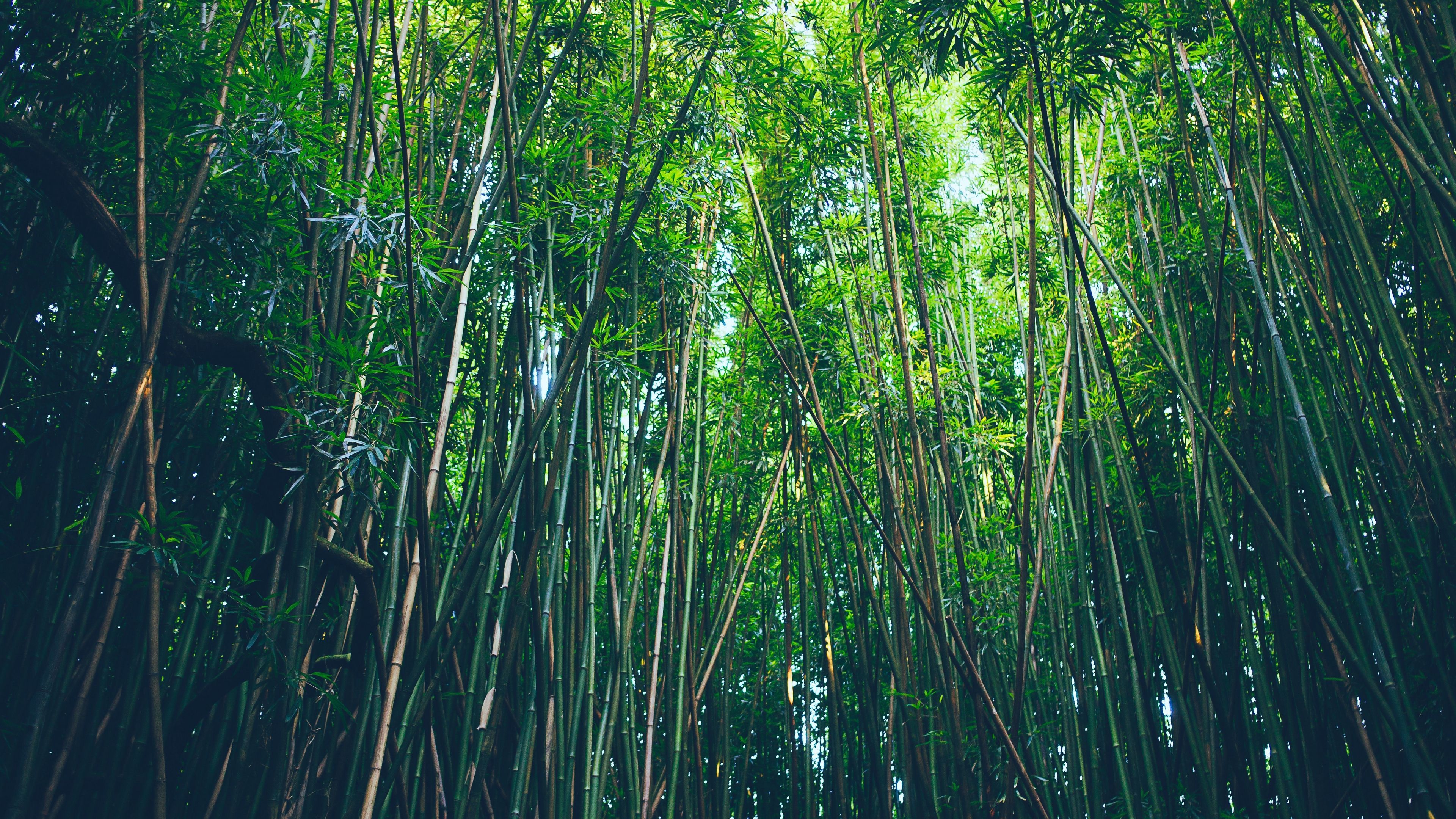 Bamboo 4K Wallpaper Free Bamboo 4K Background