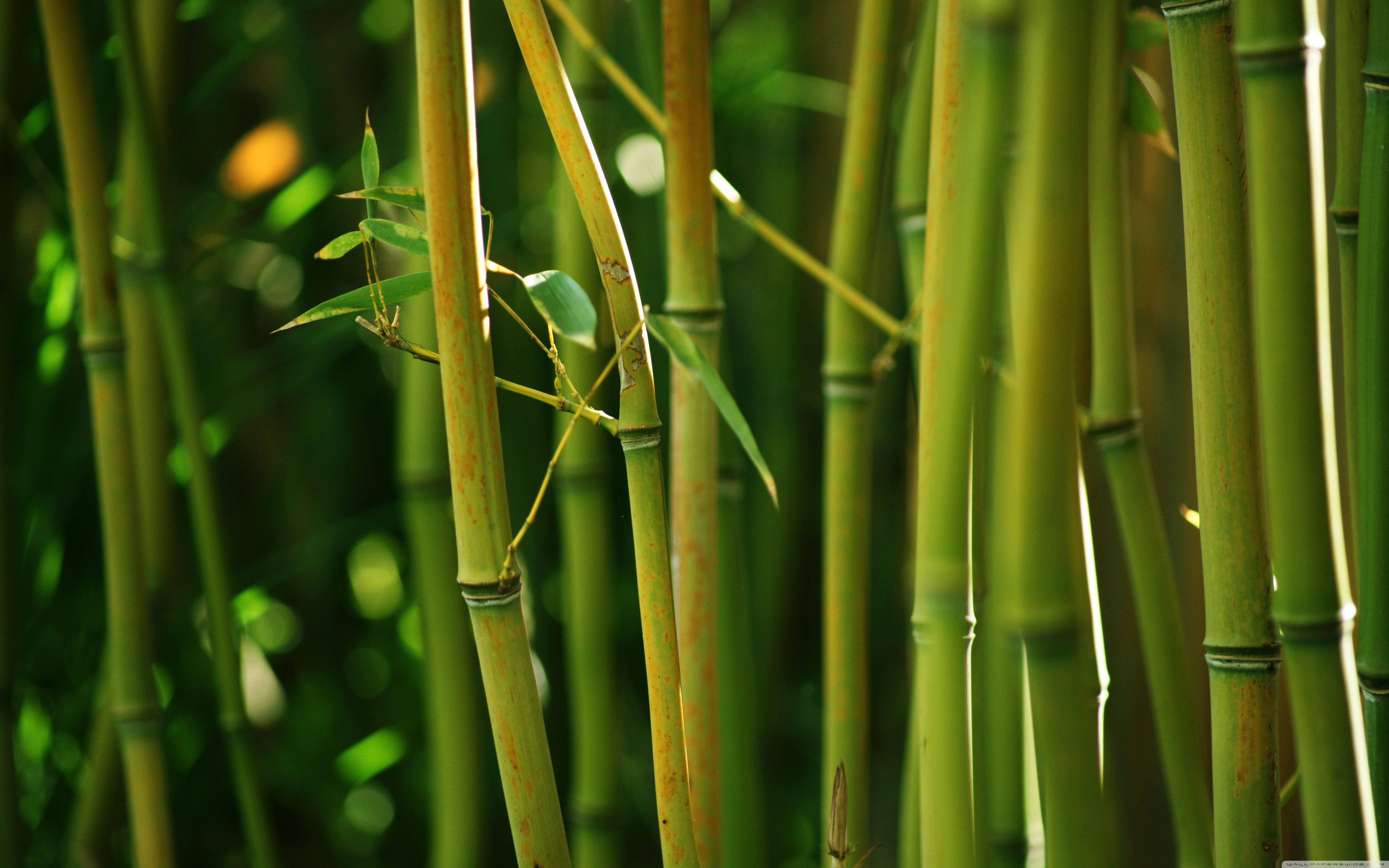 Bamboo Wallpaper