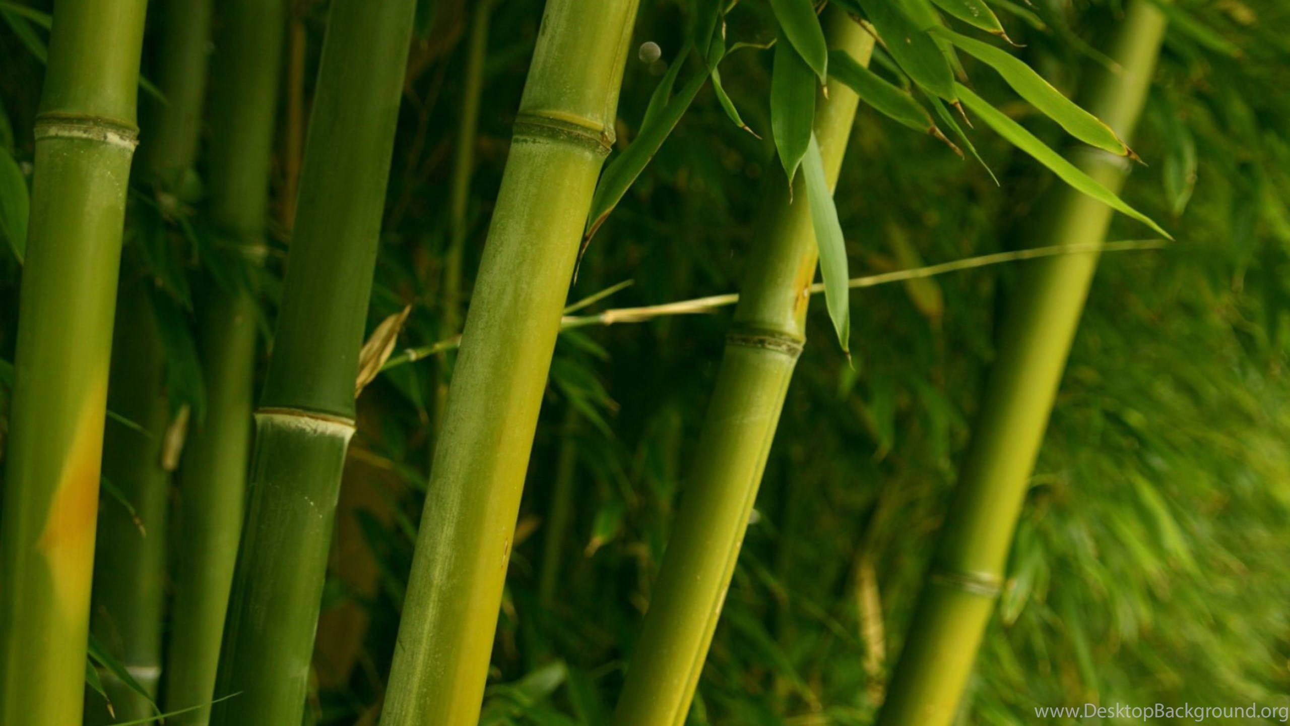 4K Ultra HD Bamboo Wallpaper HD, Desktop Background 3840x2160. Desktop Background