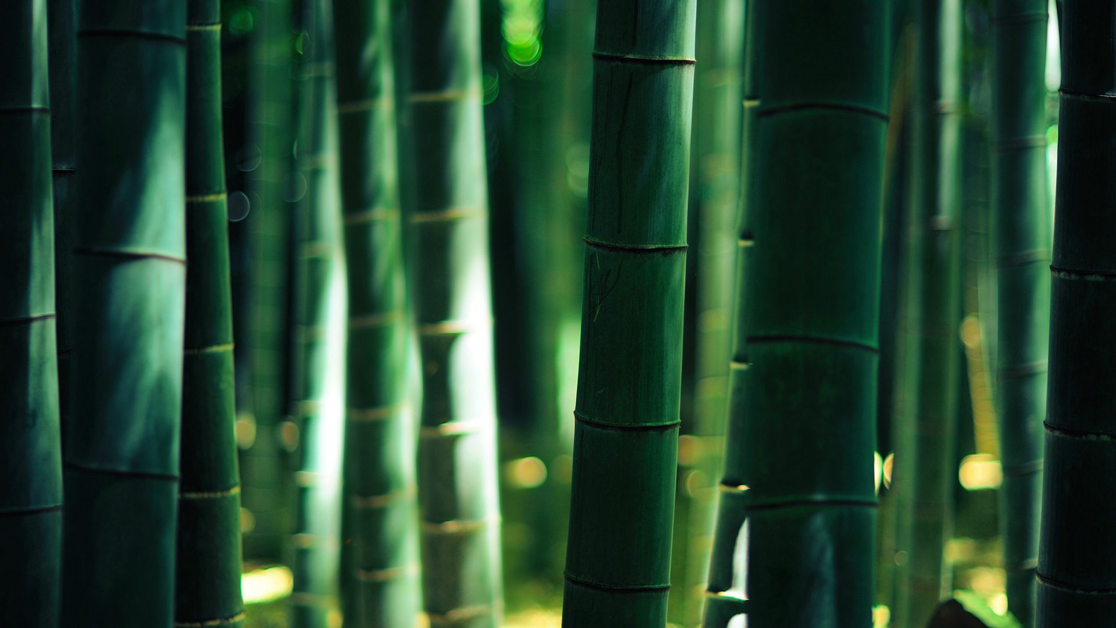 Download Bamboo 4k Tree With Small Leaves Wallpaper  Wallpaperscom