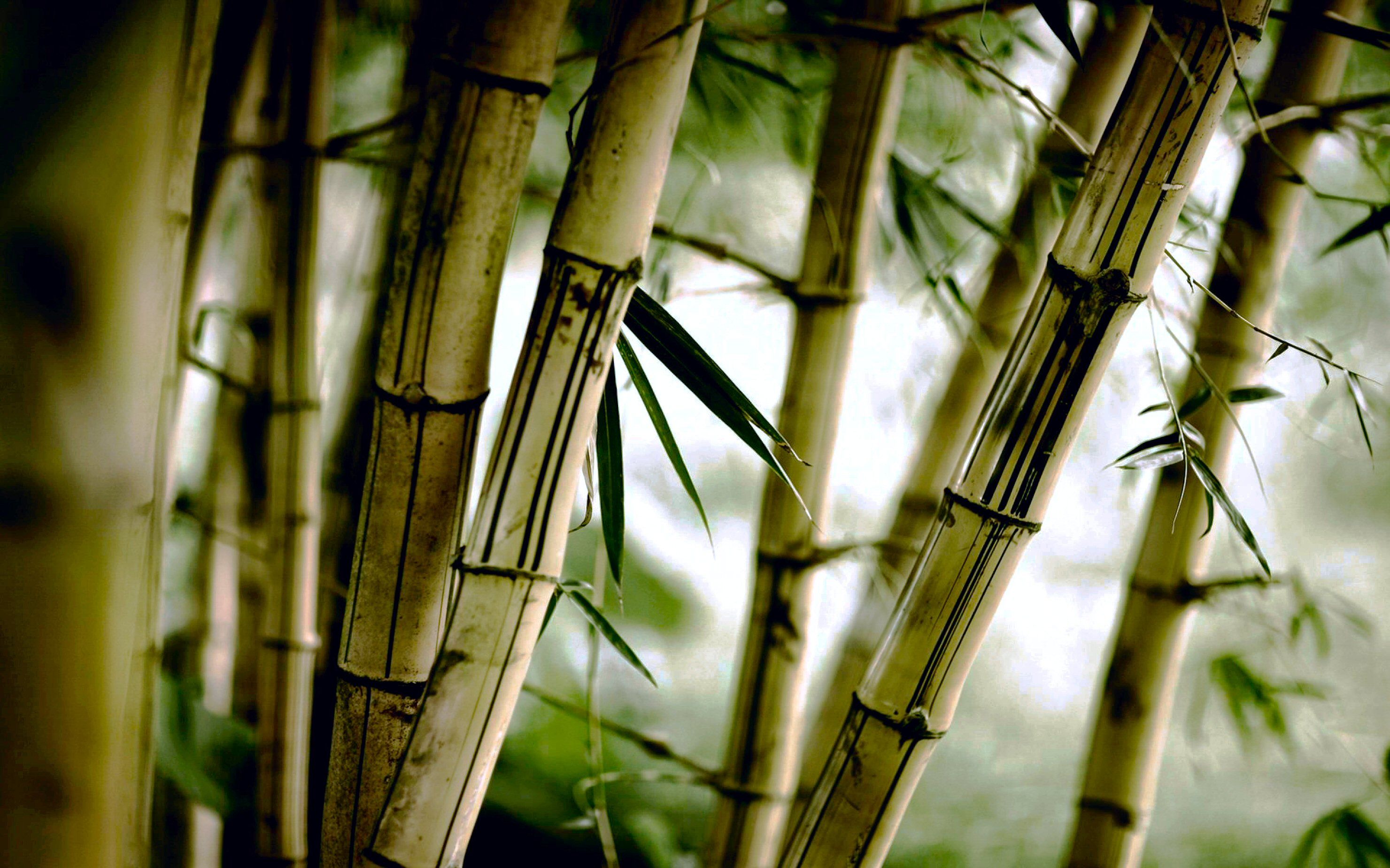 HD Bamboo Backgrounds Download  PixelsTalkNet