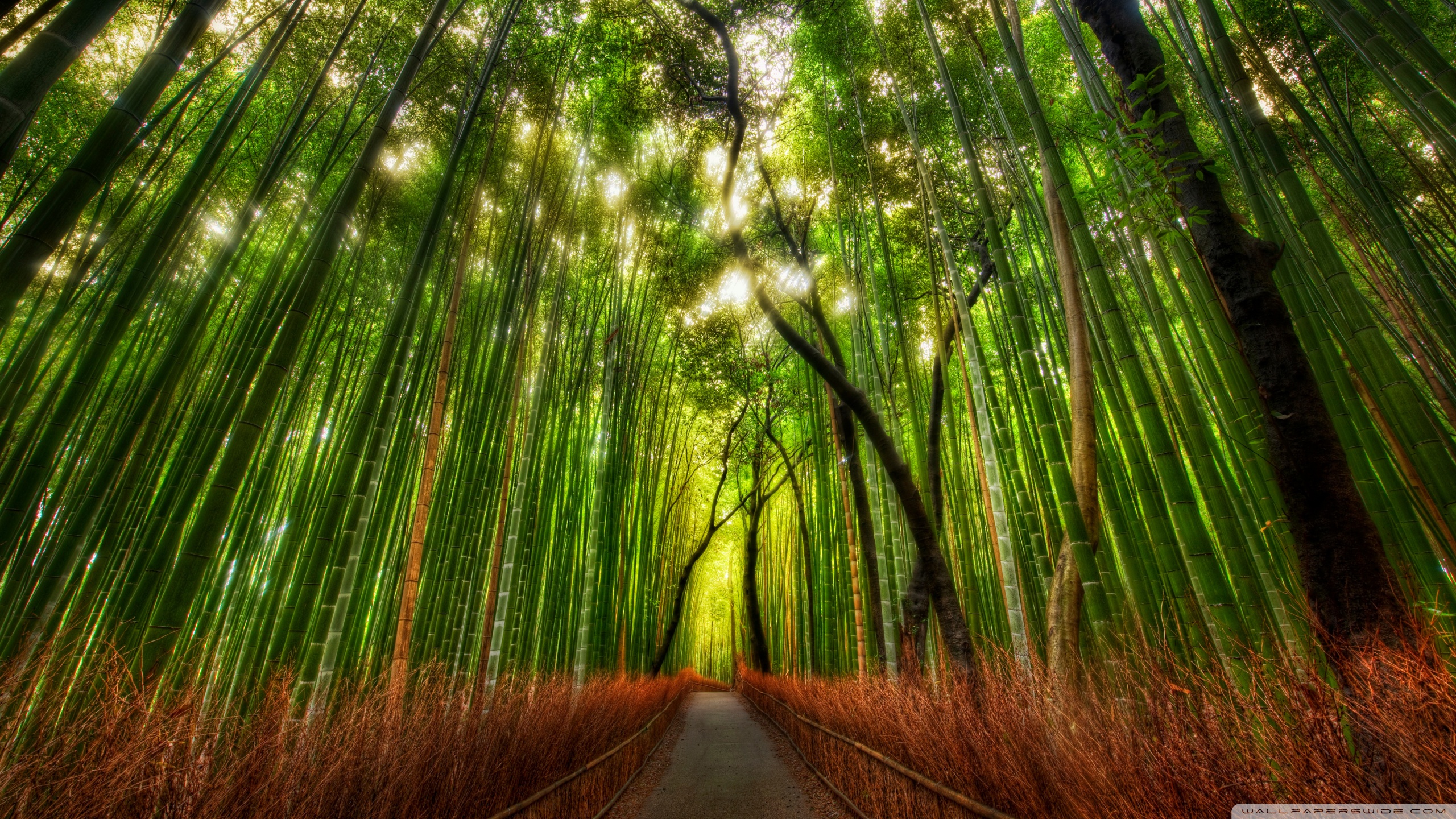 Bamboo 4K wallpaper for your desktop or mobile screen free and easy to download