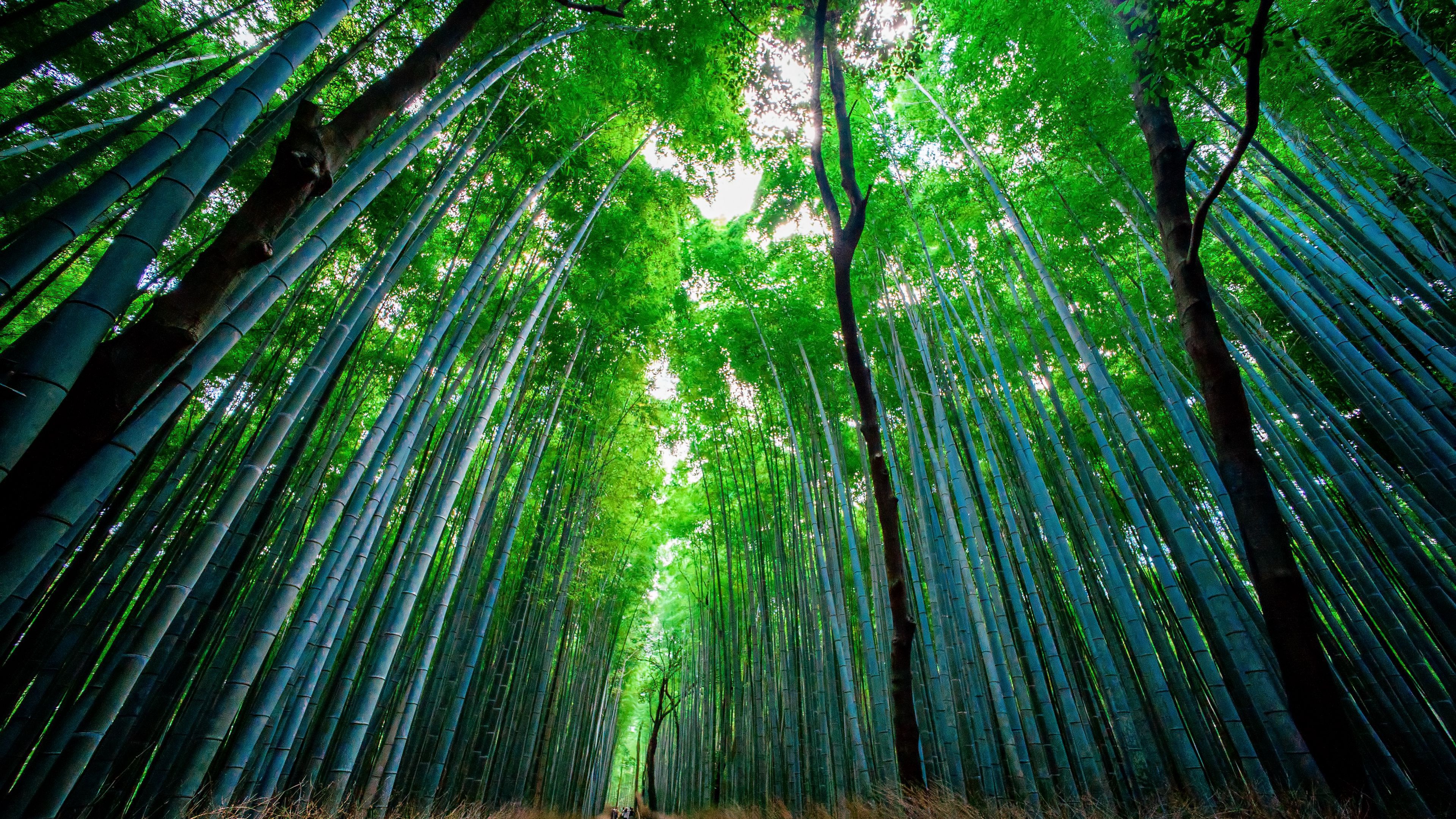 4K Bamboo Wallpaper Free download