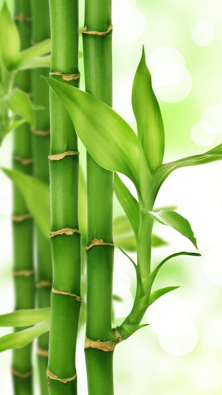 Bamboo wallpaper by QueenCleopatra. Green nature wallpaper, Bamboo wallpaper, Bamboo background