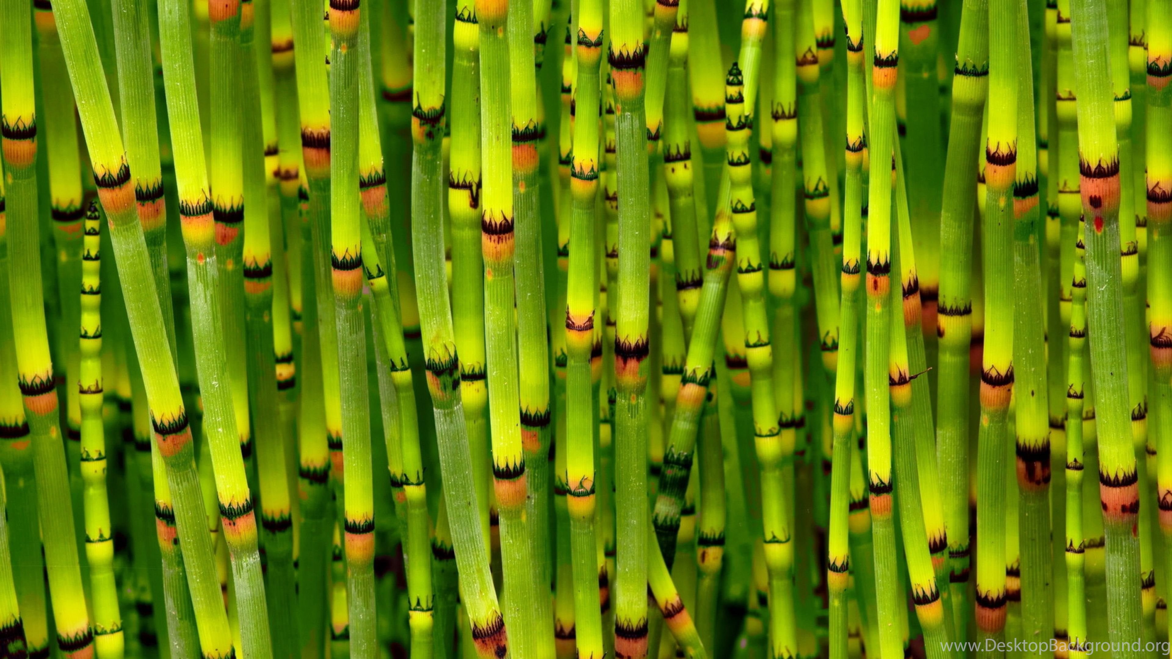 Bamboo Leaf Green - Free photo on Pixabay - Pixabay