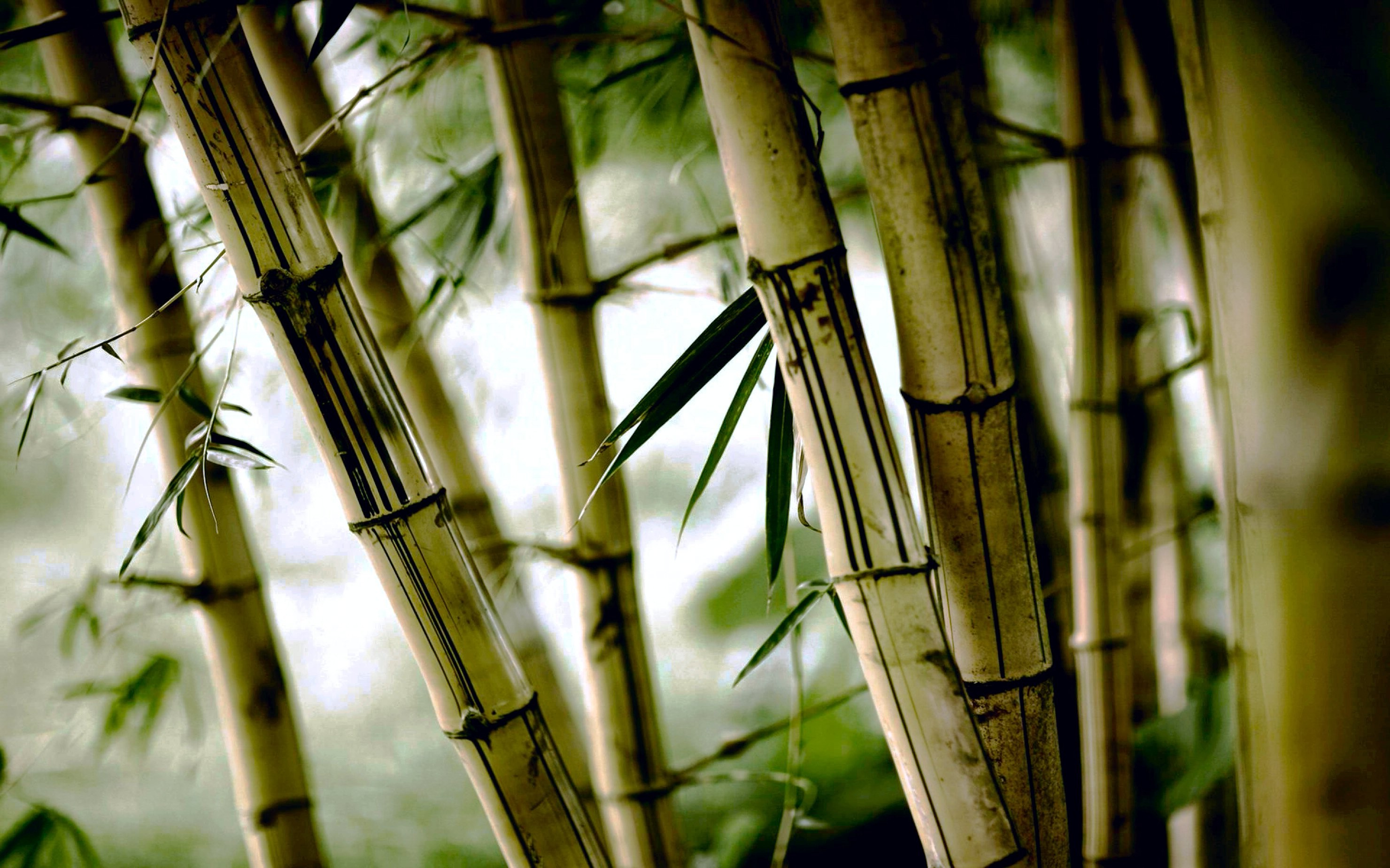 bamboo, Nature Wallpaper HD / Desktop and Mobile Background