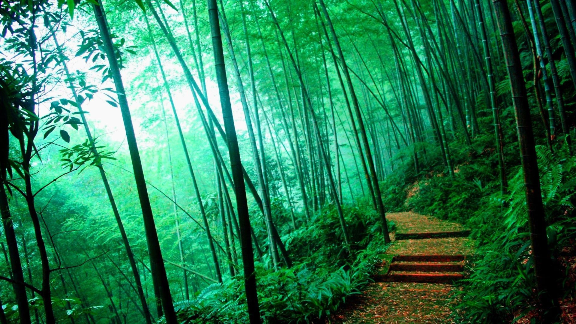 Bamboo Forest HD Wallpaper