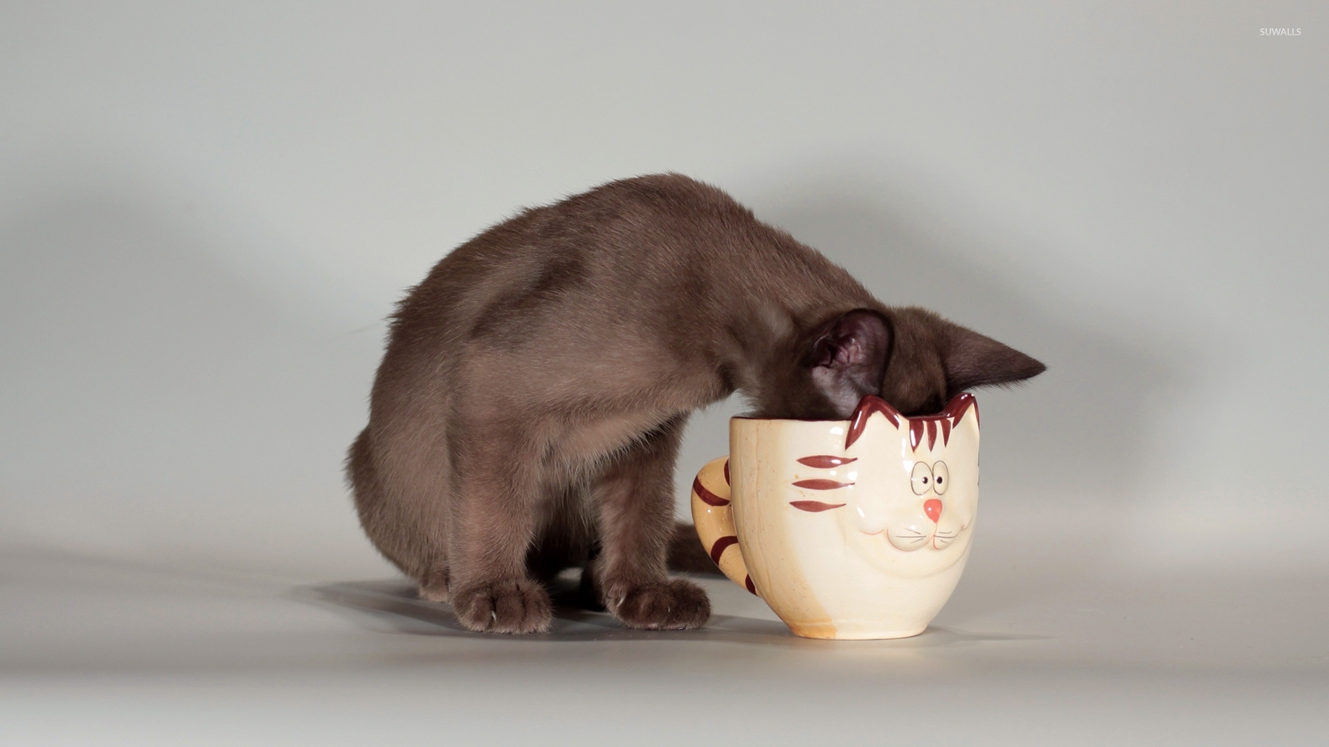 Cat drinking from a cup wallpaper wallpaper