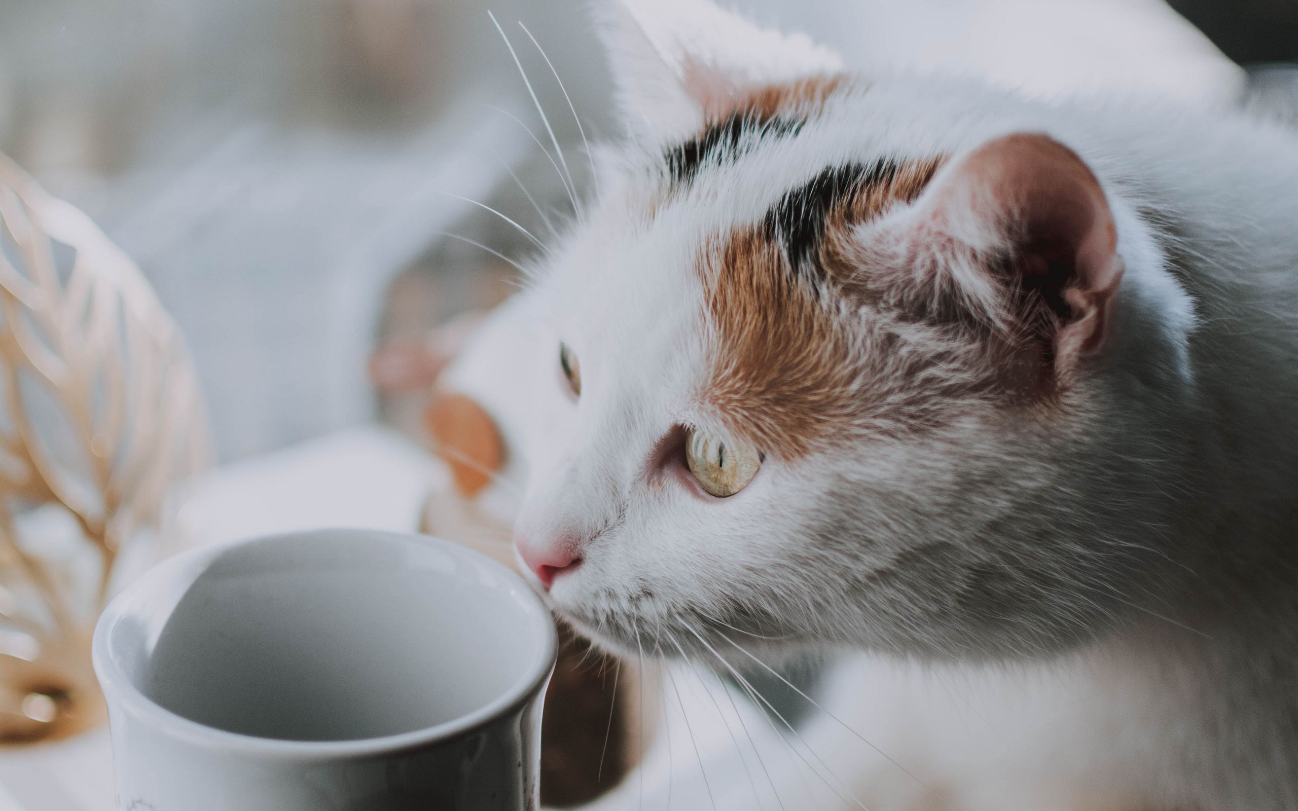 Download wallpaper 2560x1600 cat, cup, pet, glance widescreen 16:10 HD background