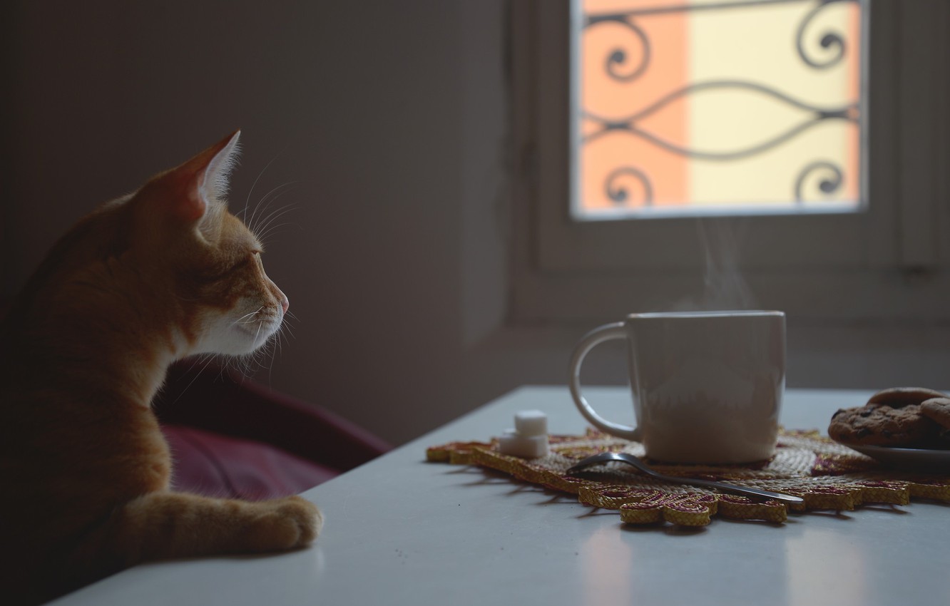 Wallpaper cat, window, red, Cup image for desktop, section кошки