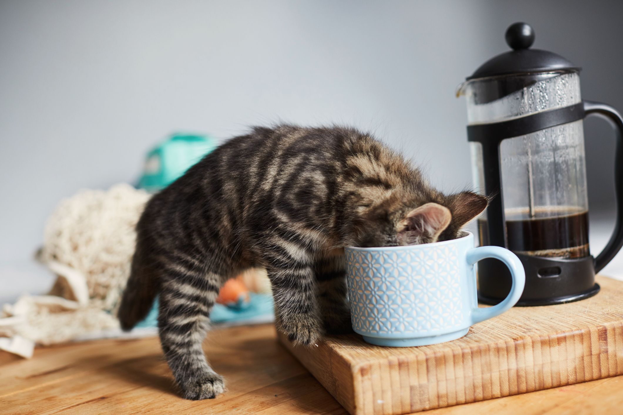 Mug Cat Wallpapers - Wallpaper Cave