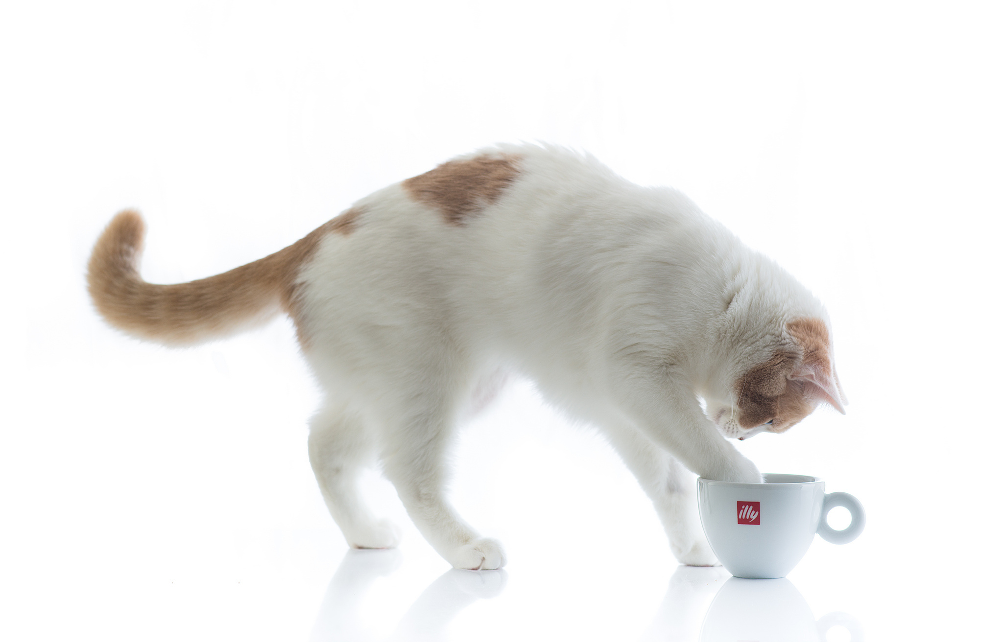 Mug Cat Wallpapers - Wallpaper Cave