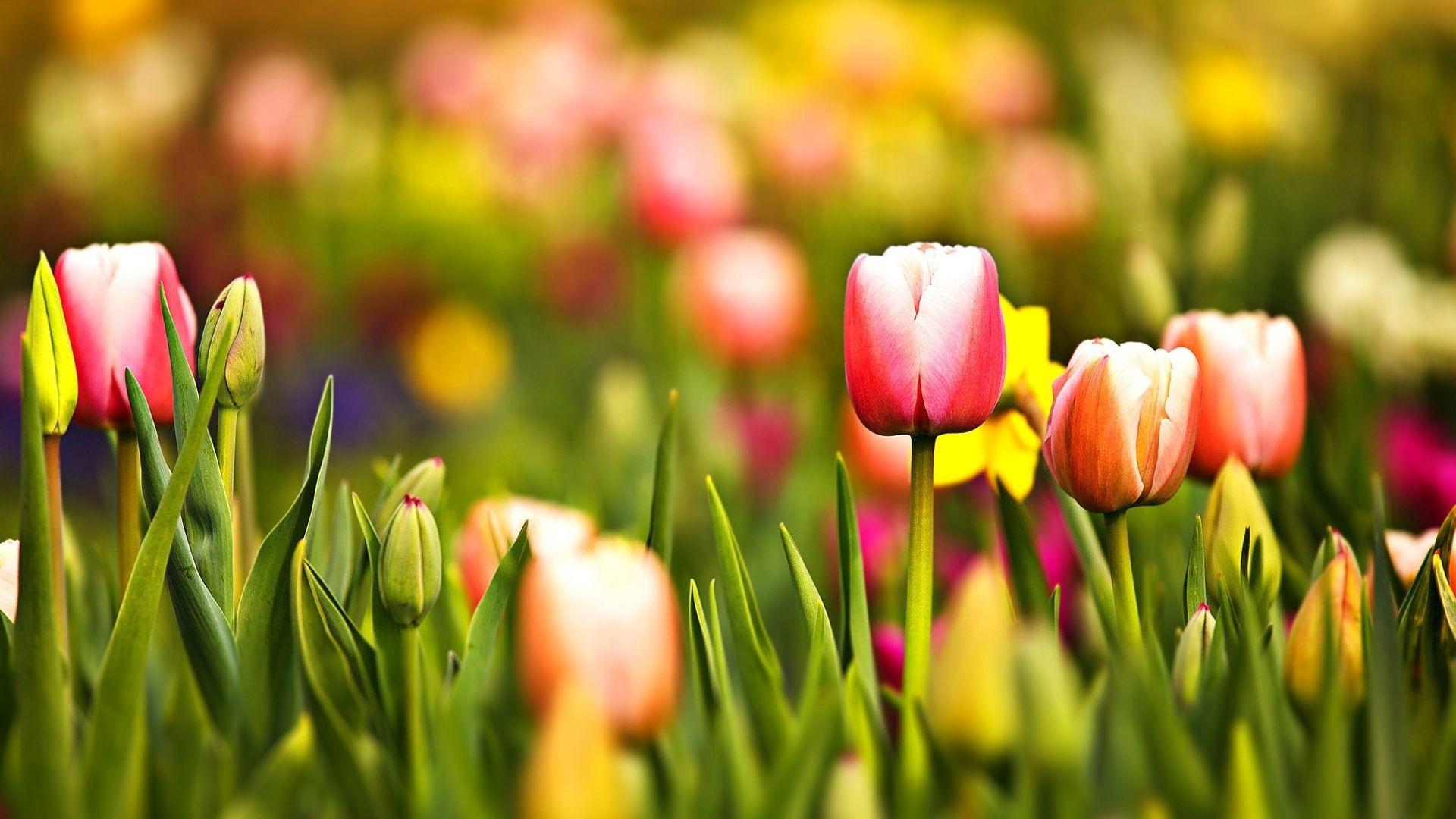 Spring Tulips Wallpaper Free Spring Tulips Background