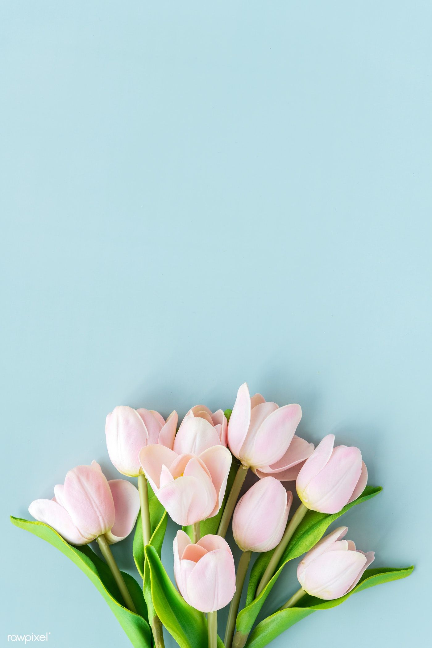 Pink tulip on blank blue background / Ake. Pink flowers background, Flower background wallpaper, Flower phone wallpaper